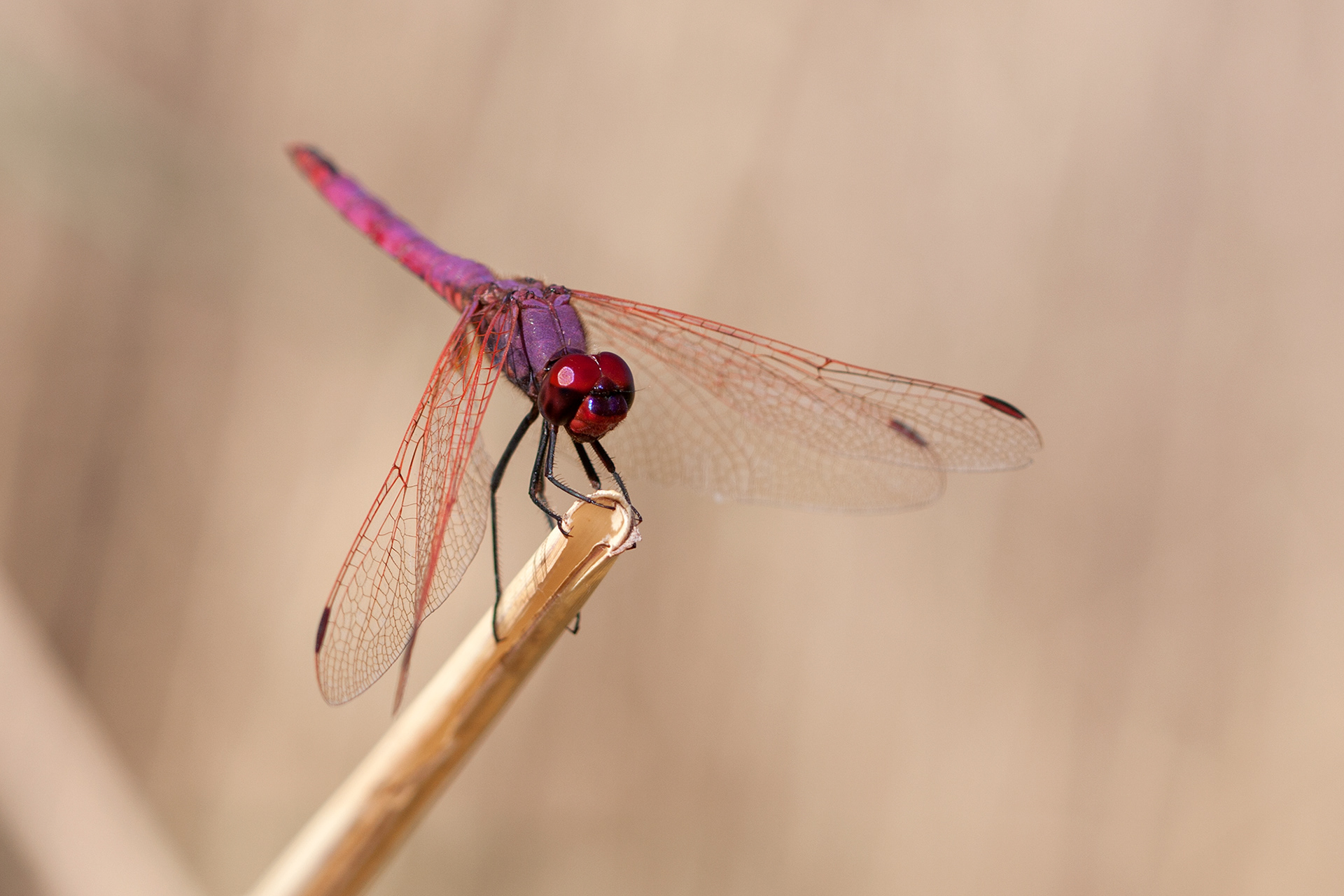 Trithemis annulata