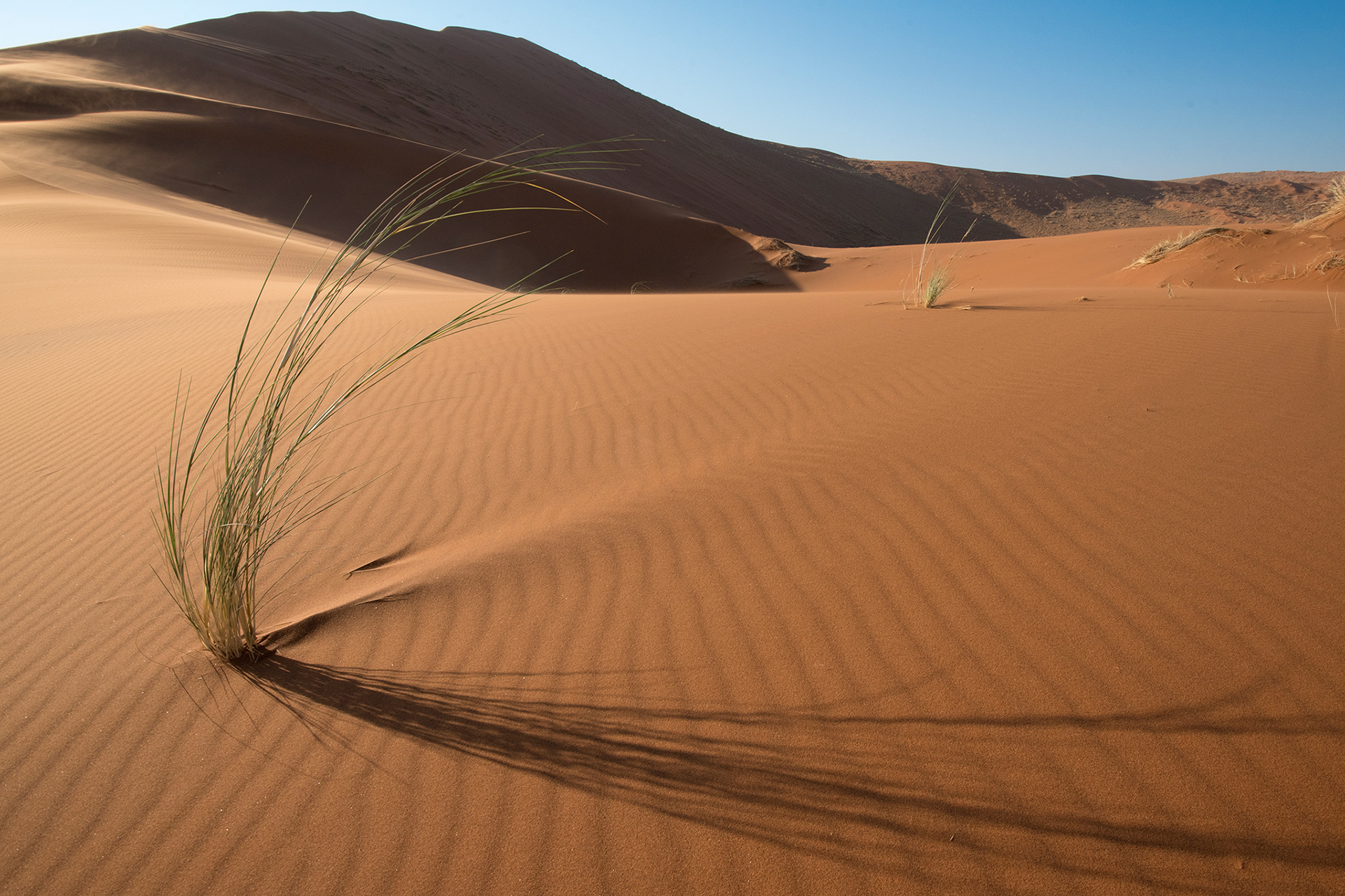 Namib desert