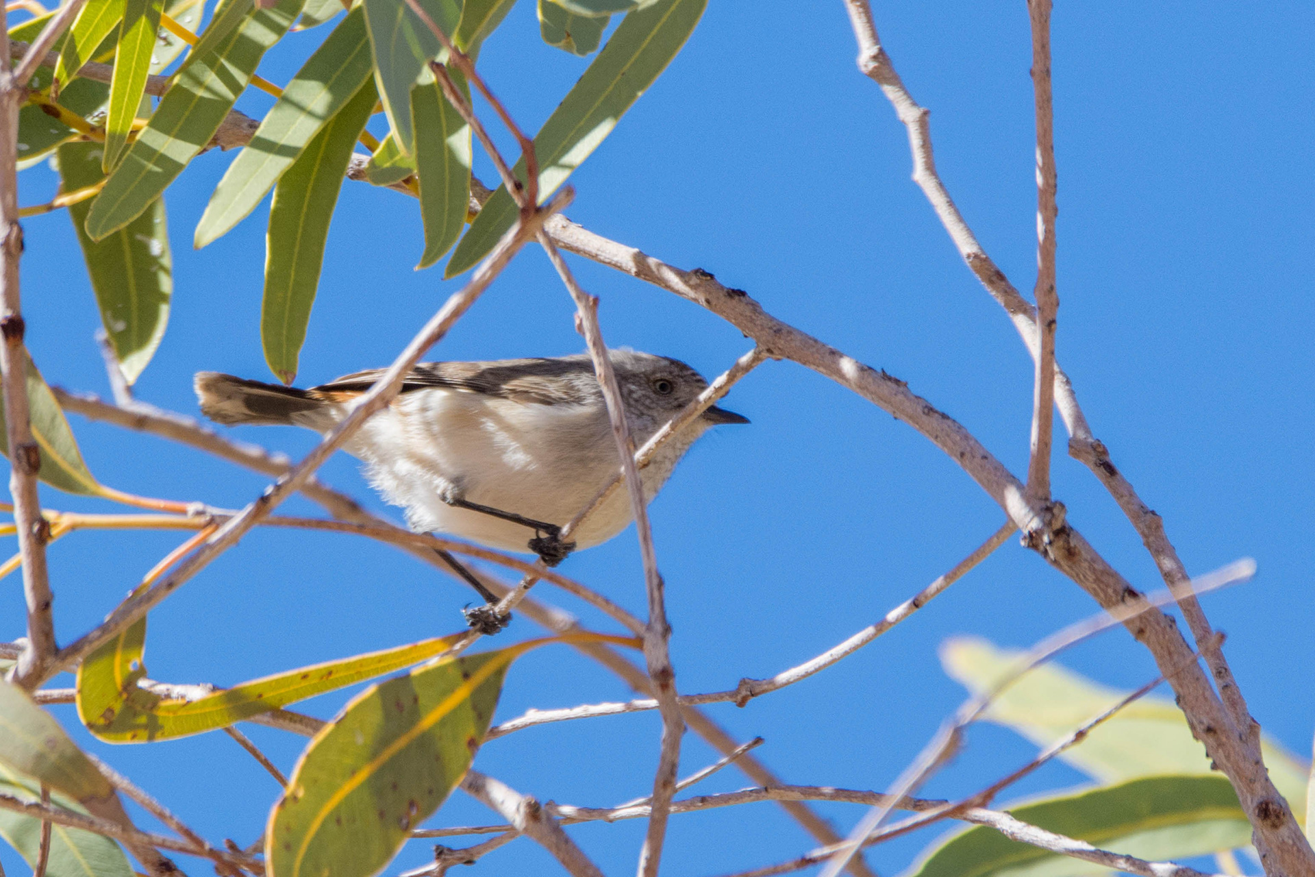 Chestnut-rumped thornbill