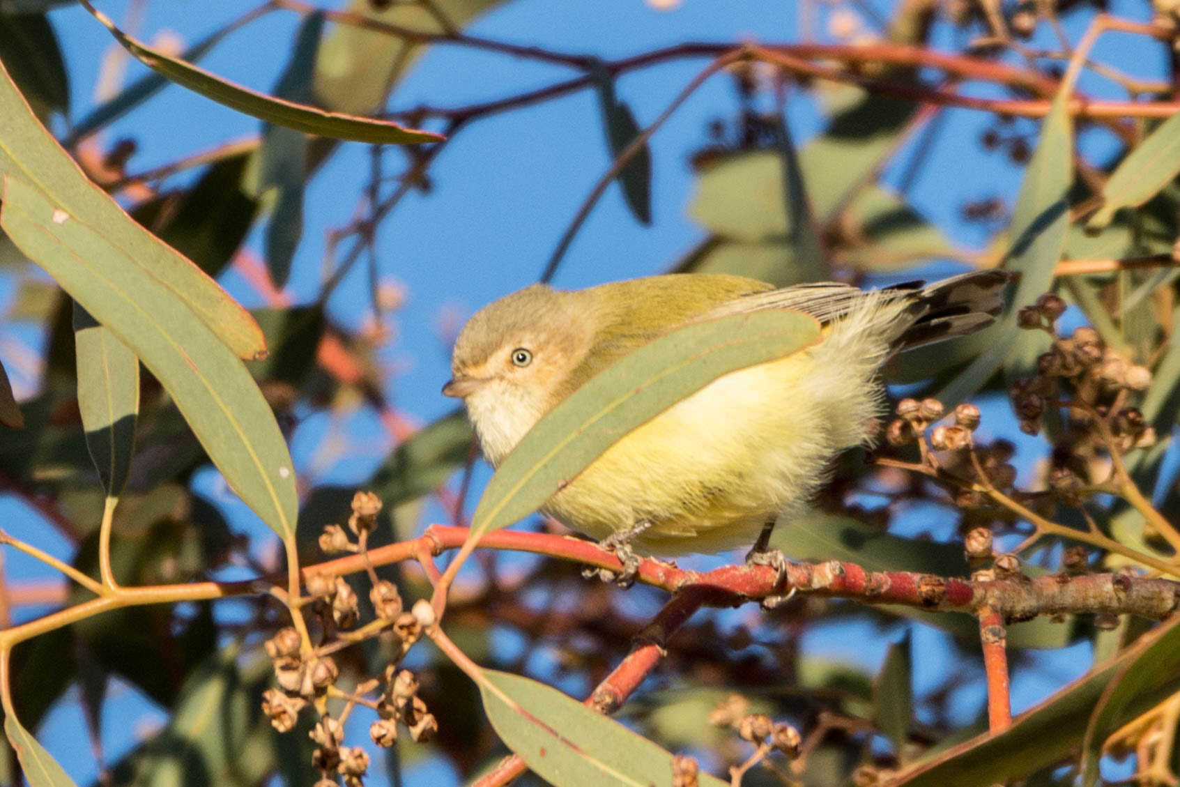 Weebill