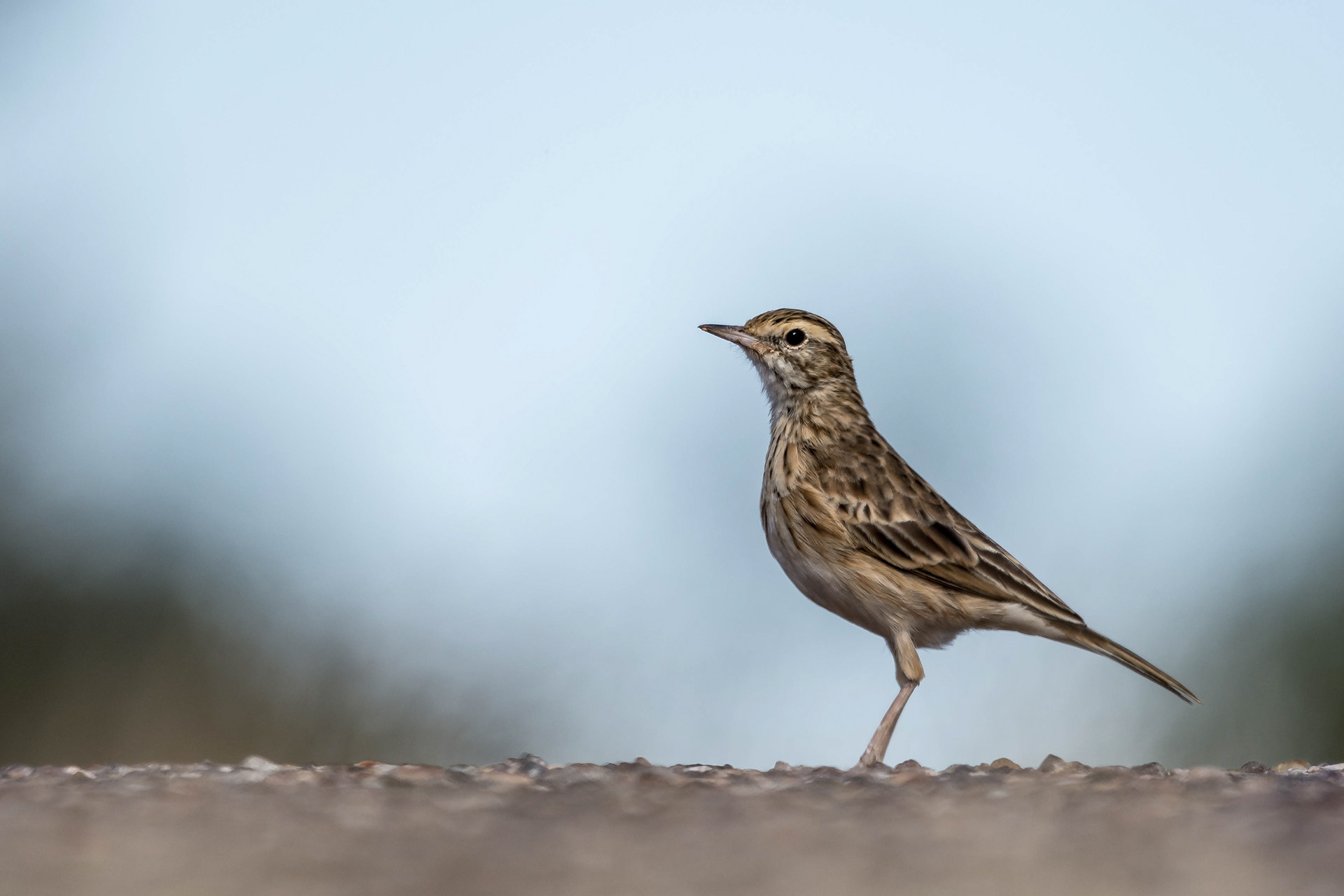 Wagtails and pipits (Australasian pipit)