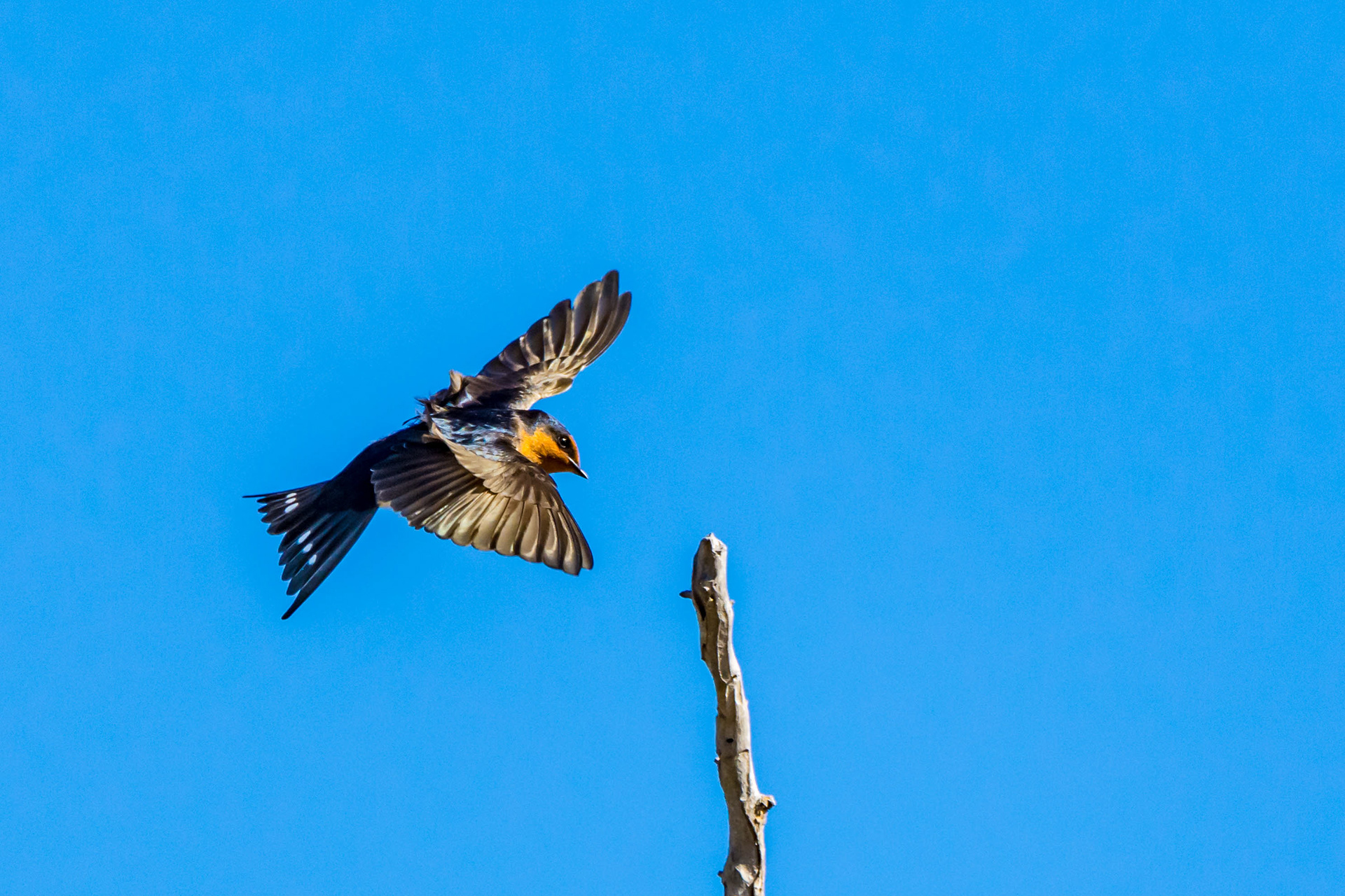 Swallows (Welcome swallow)