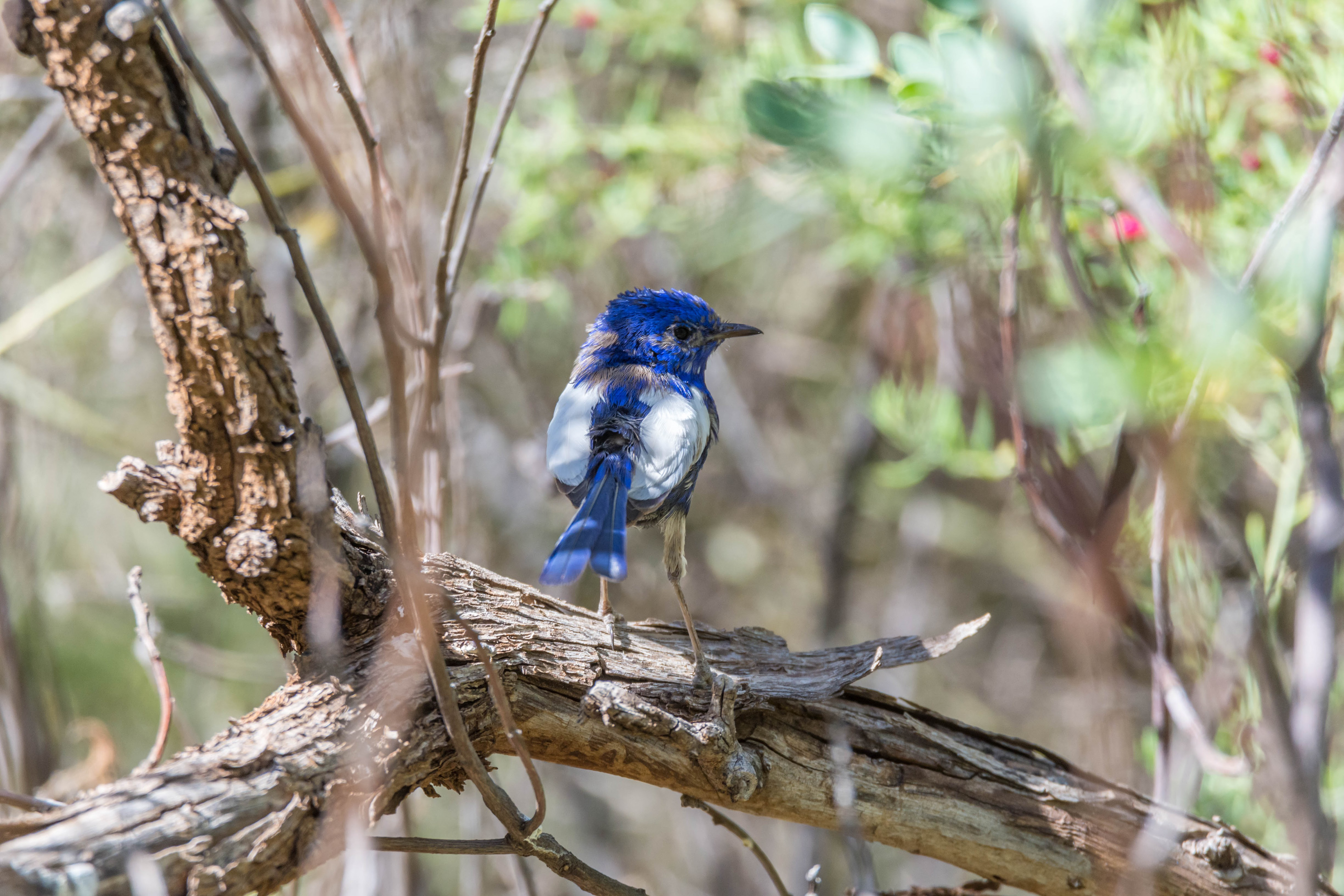 White-winged fairywren