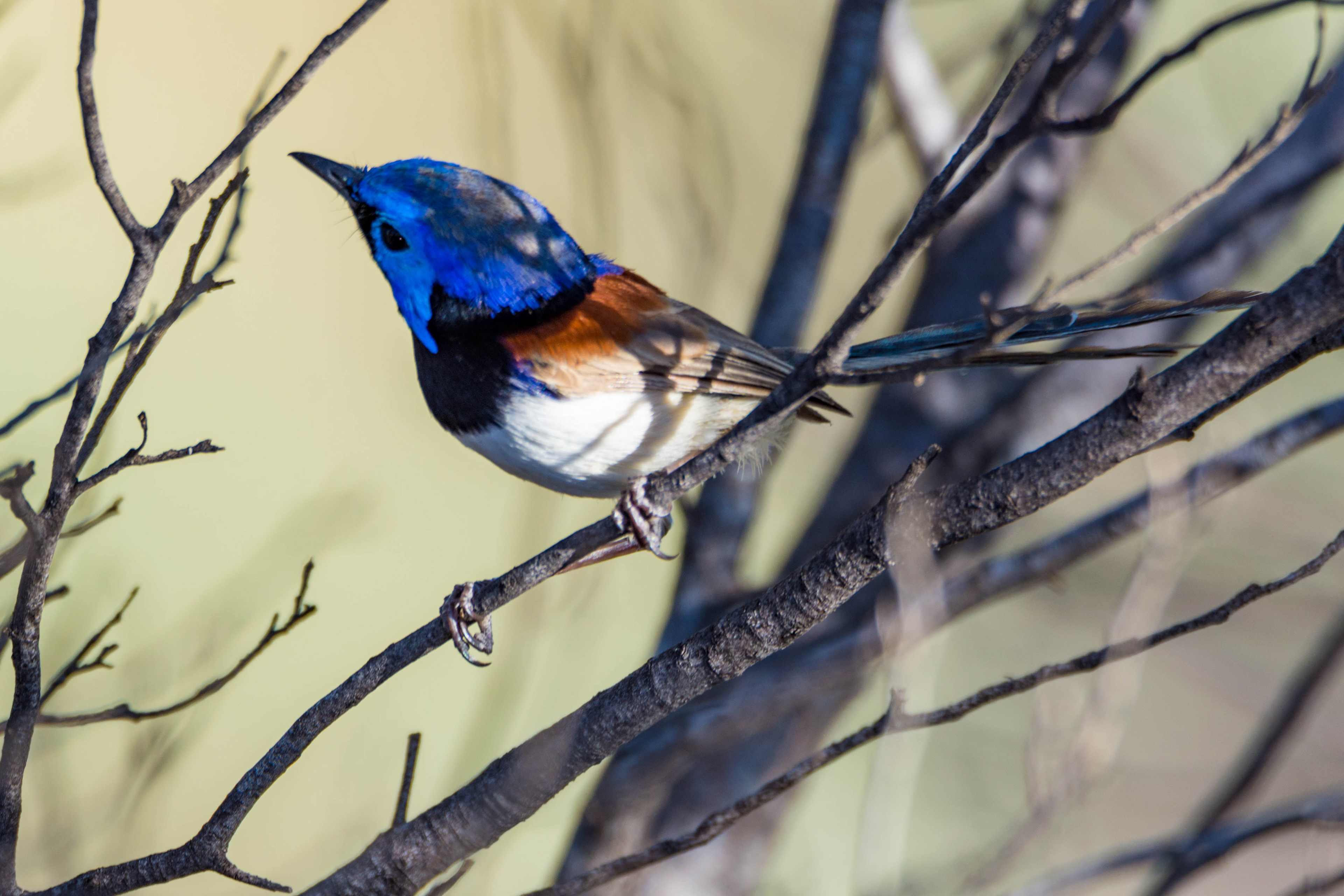 Variegated fairywren