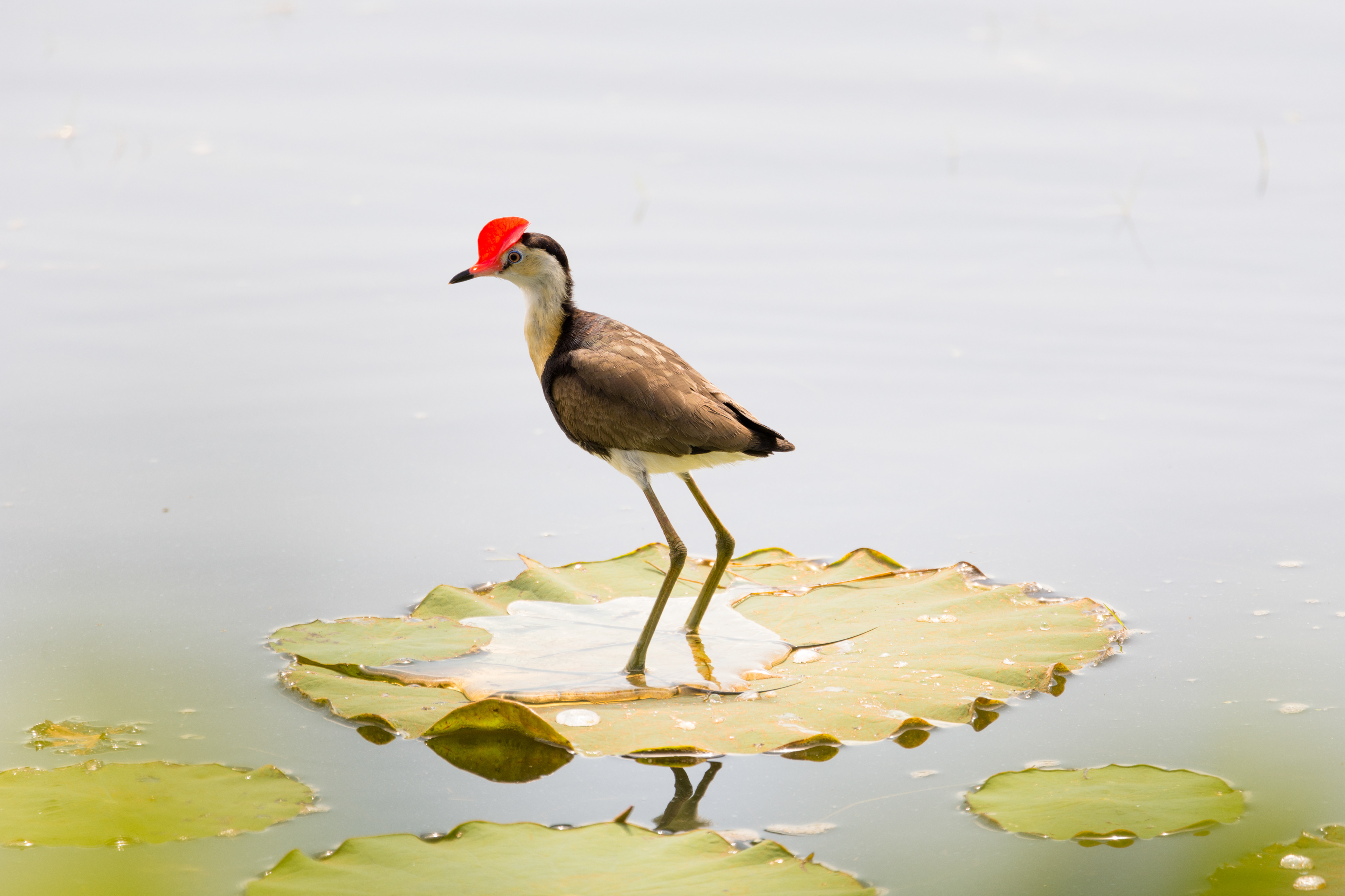 Jacanas (Comb-crested jacana)