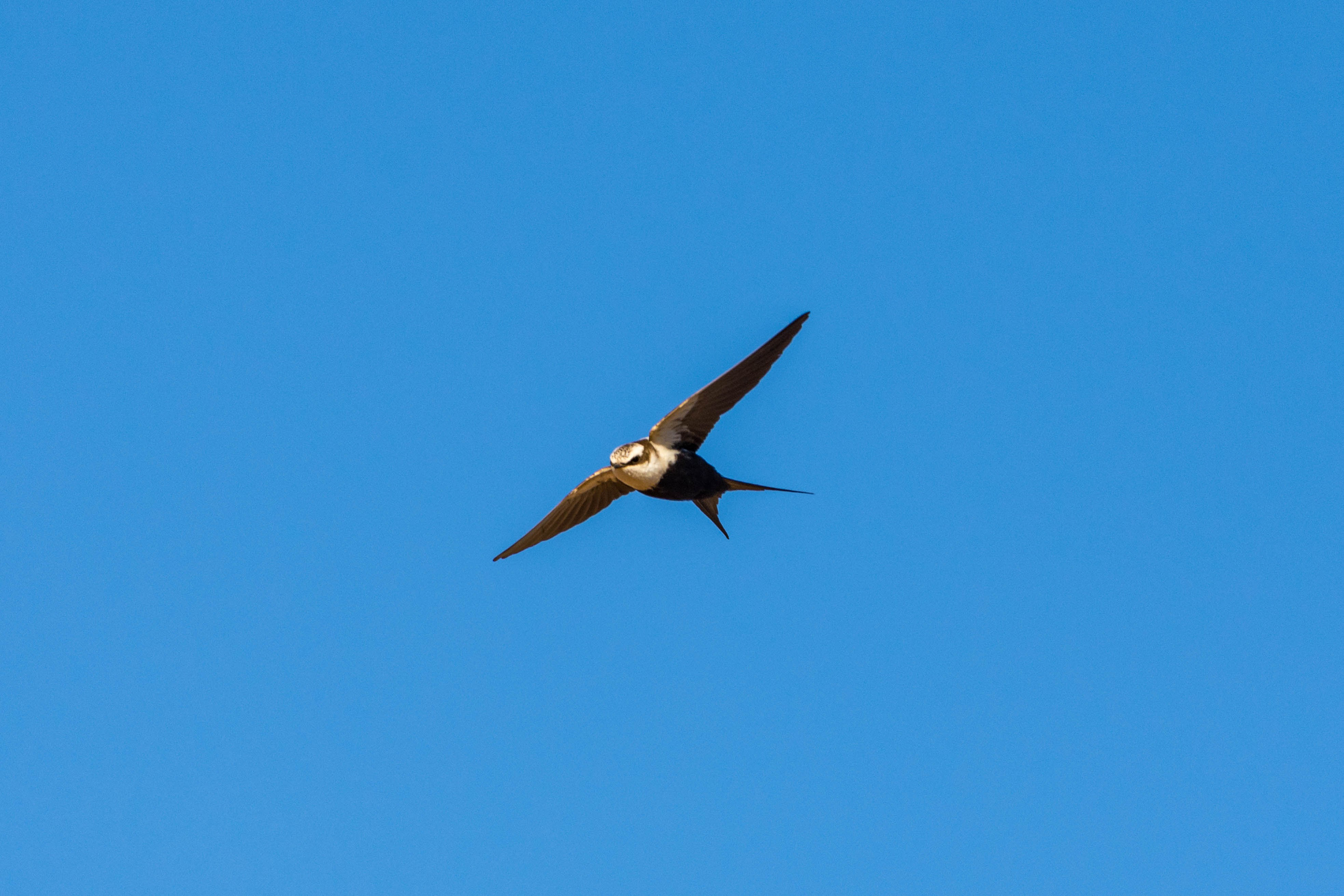 White-backed swallow