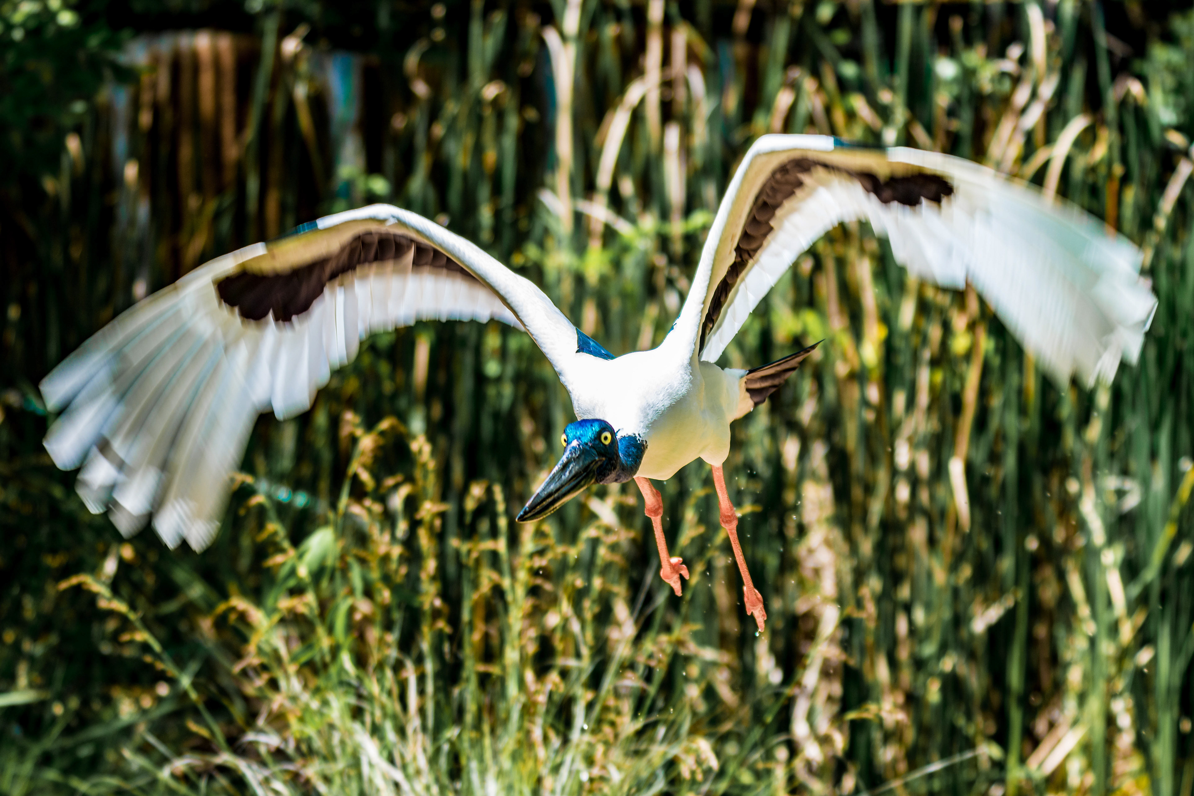 Storks (Jabiru or Black-necked stork)