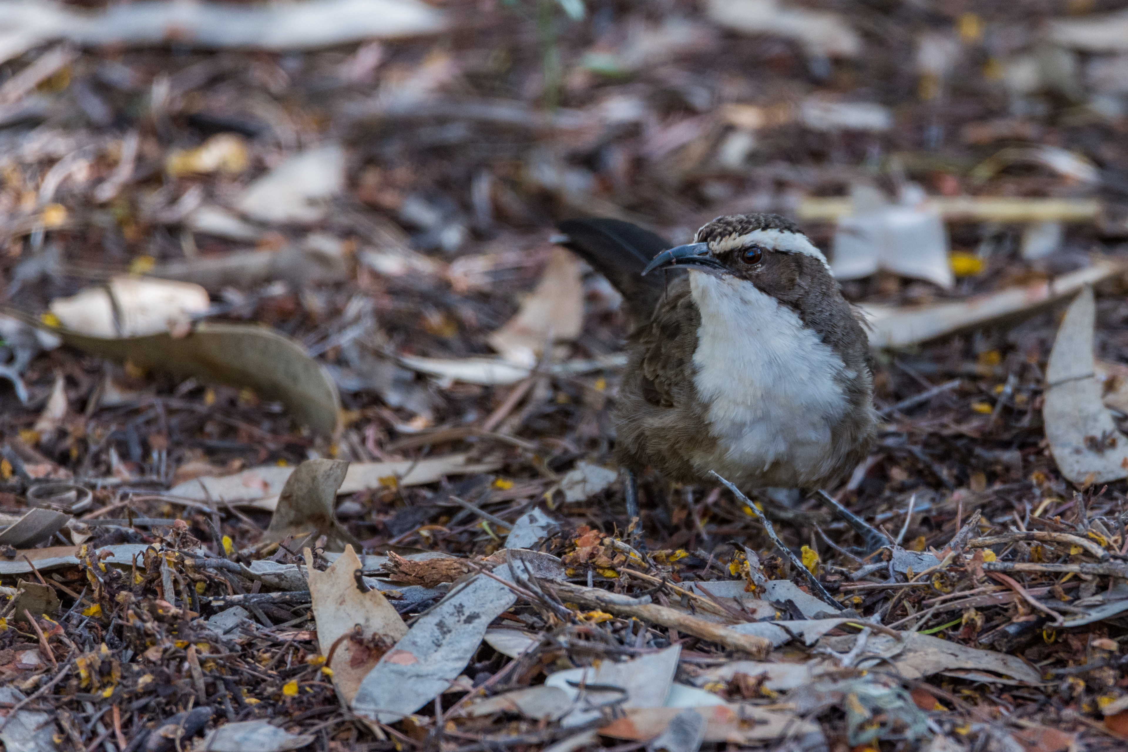 White-browed babbler