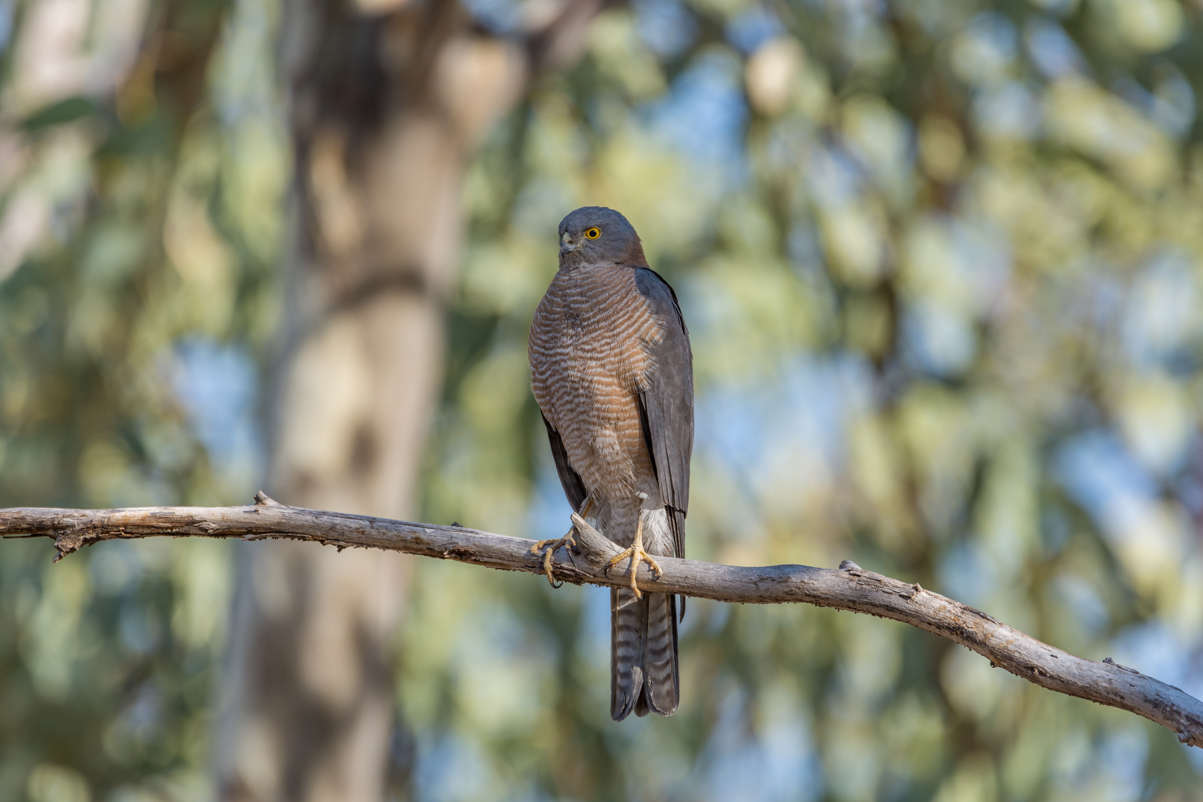Collared sparrowhawk