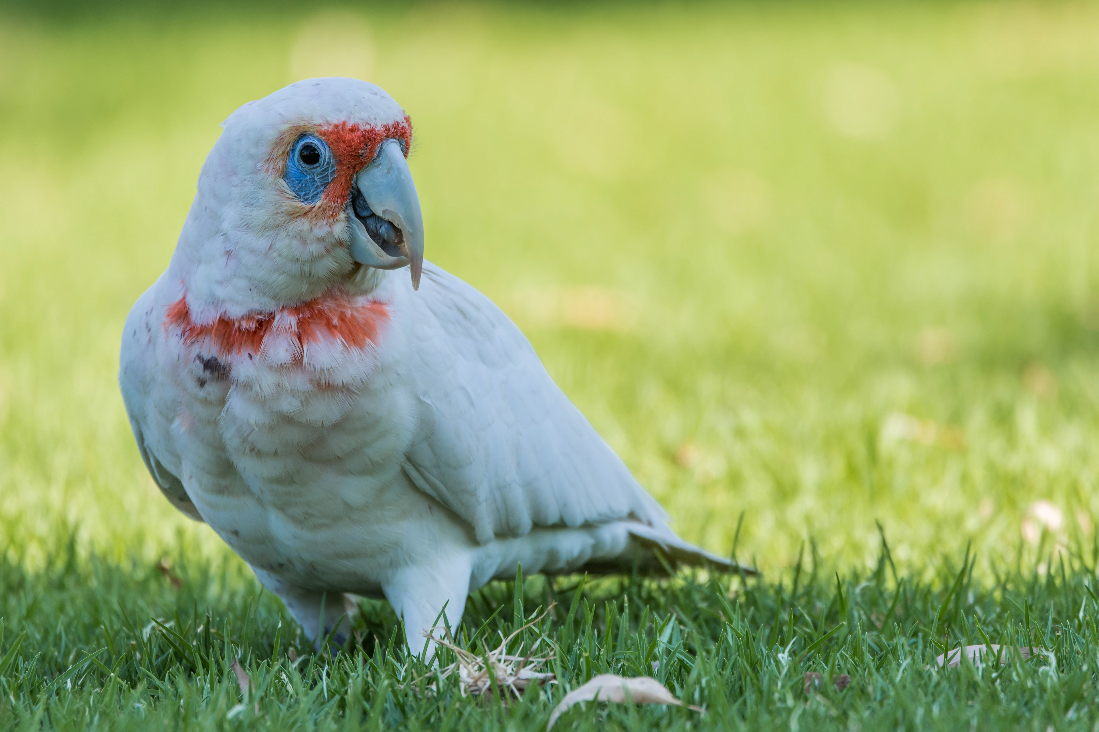 Parrots (Long-billed corella)