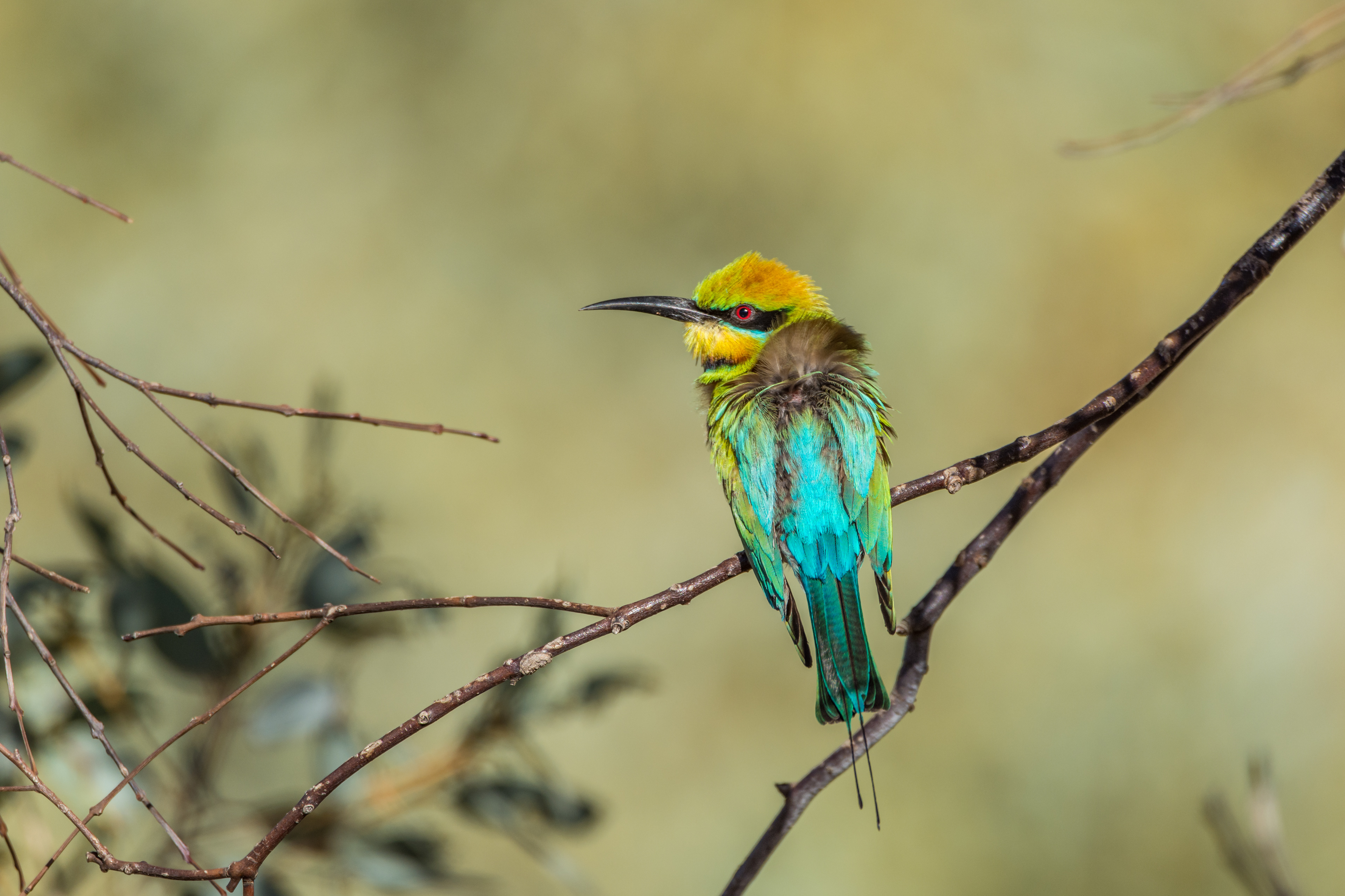 Bee-eaters (Rainbow bee-eater)