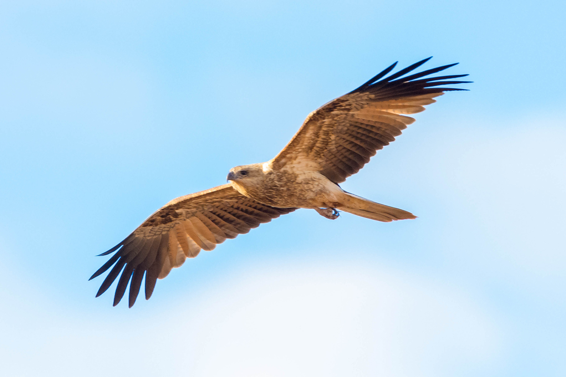 Whistling kite