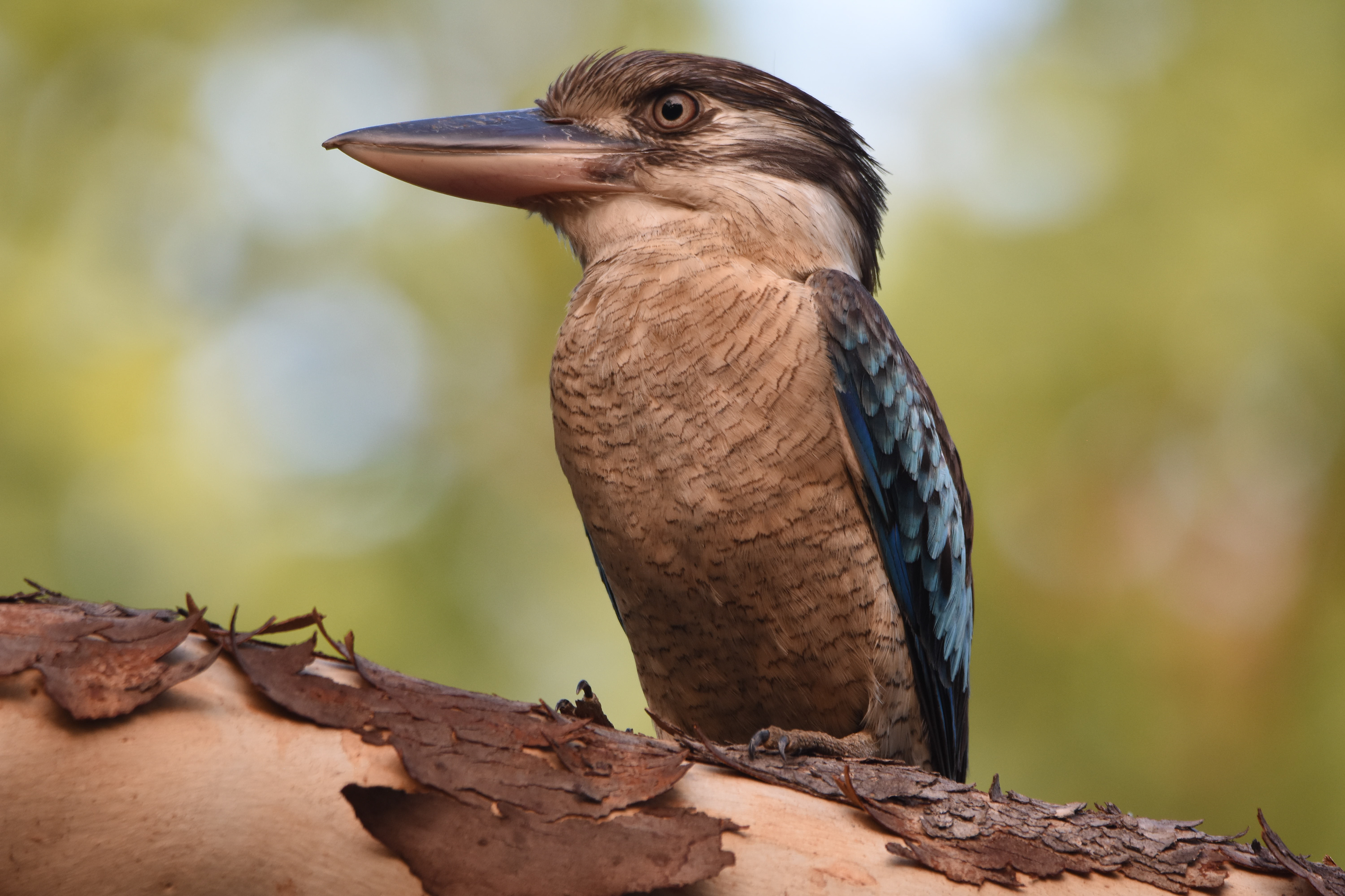Kingfishers (Blue-winged kookaburra)
