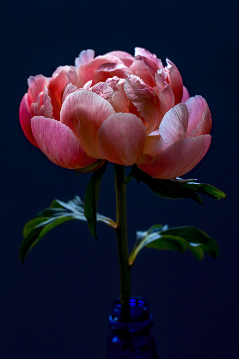 BLUSH IV