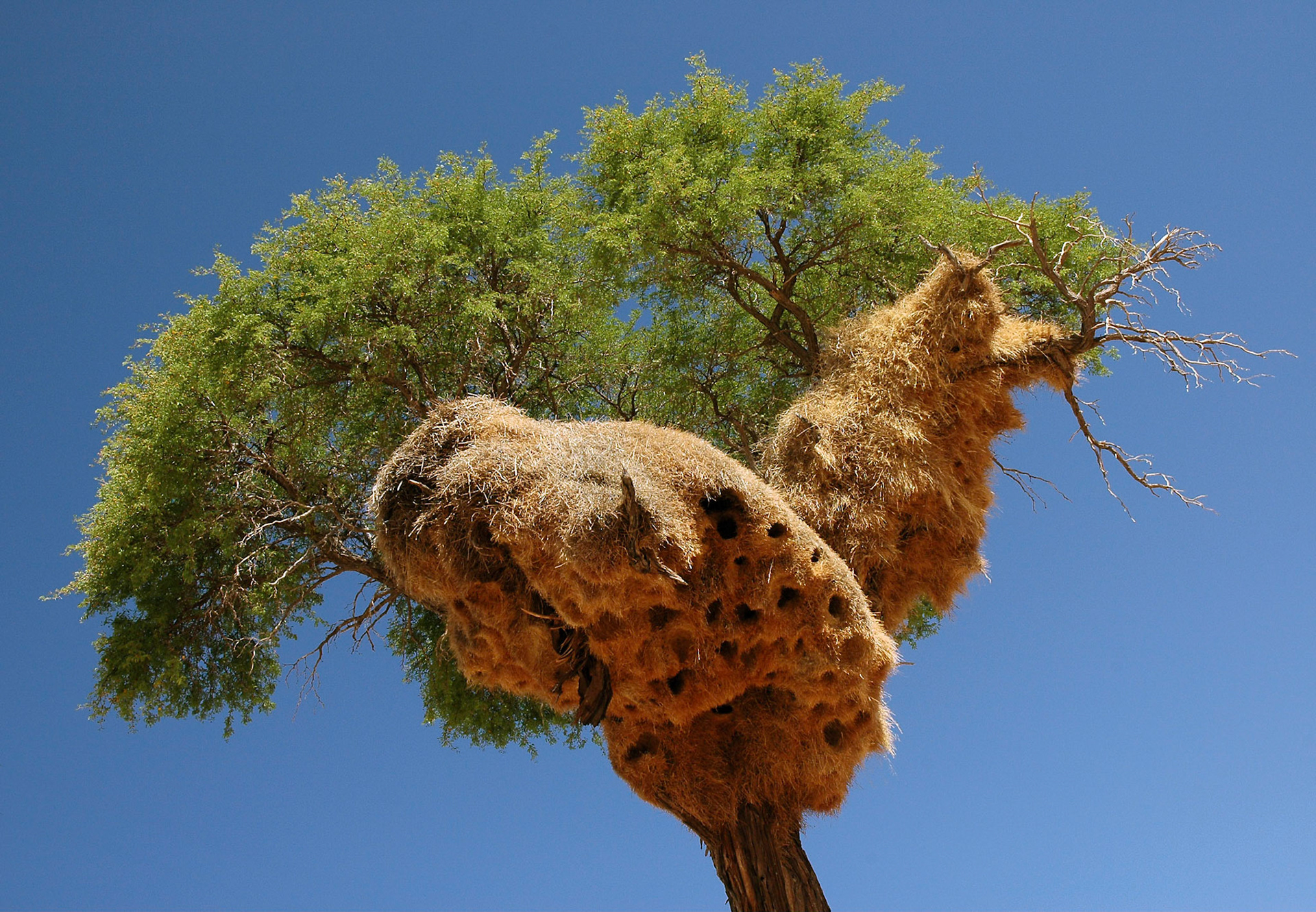 From time to time you get to see bizarre things, whether it's an imposing termitary or an incredibly large bird nest like this one.