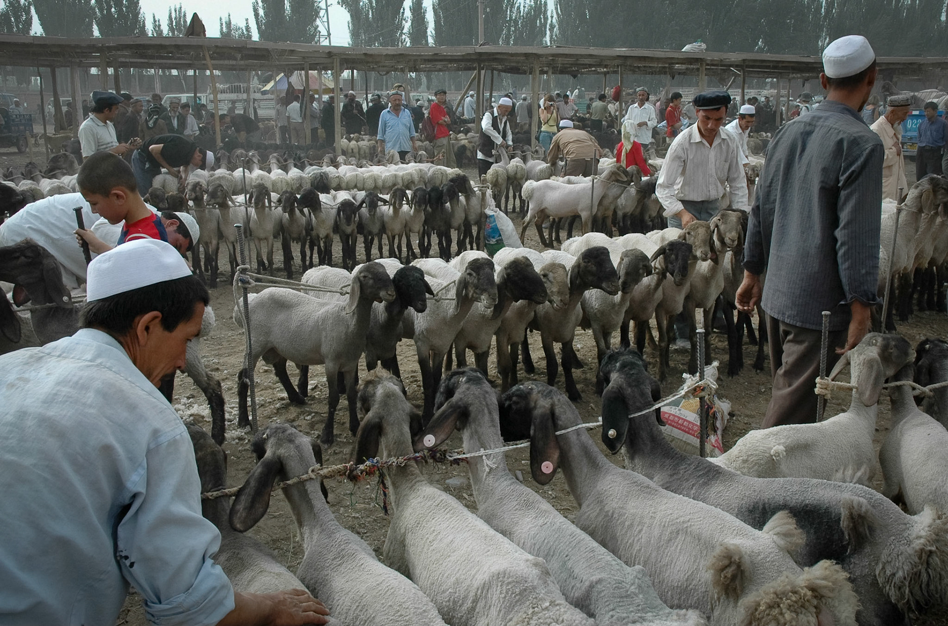 Sheeps area at Mal Bazaar (Kashgar, China)