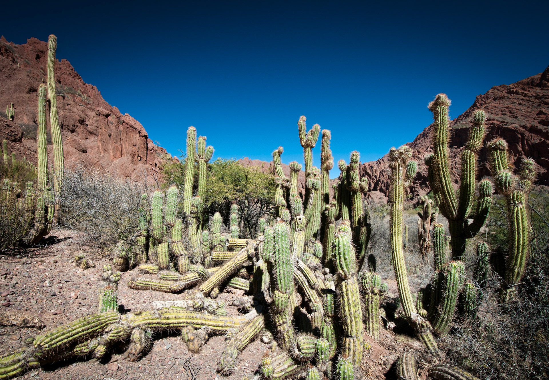 Valle de los Machos near Tupiza (Bolivia)