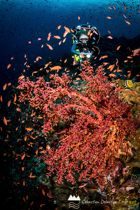 Isla Verde, épicentre de la biodiversité mondiale