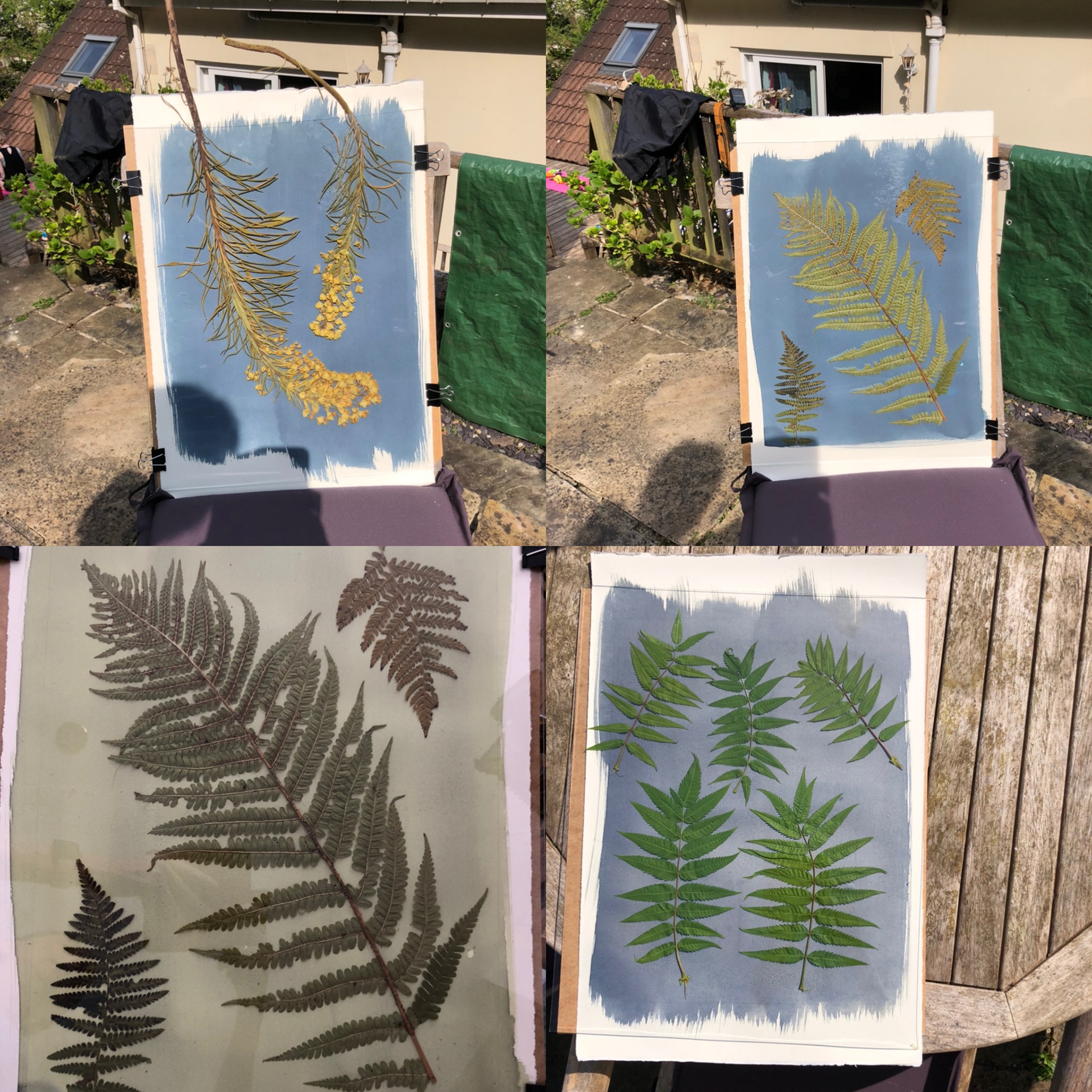 Cyanotypes cooking in the sun