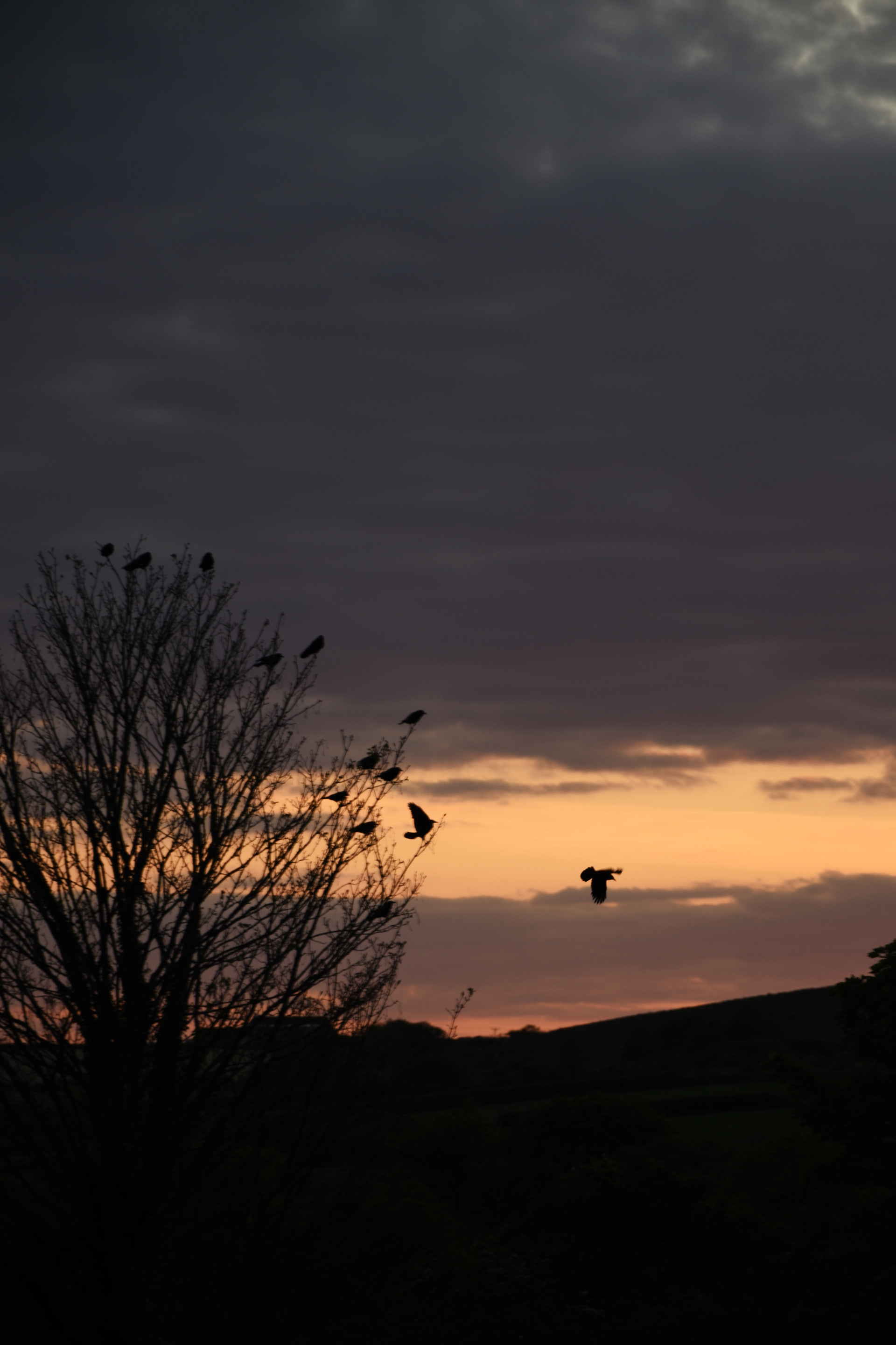crows on tree at sunset in cornwall by photographer melissa carne