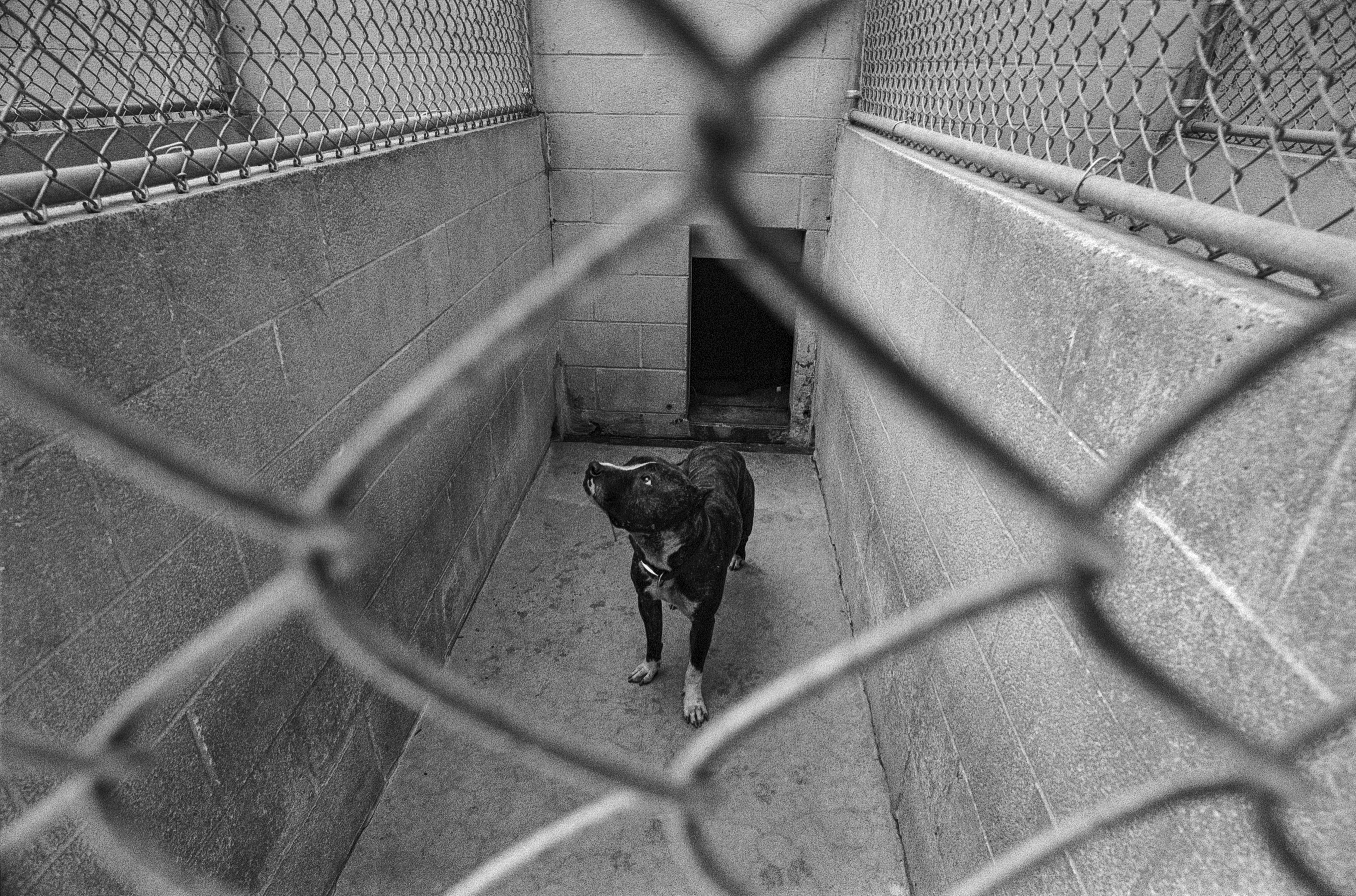 Animal rescue/Southampton, Pa.