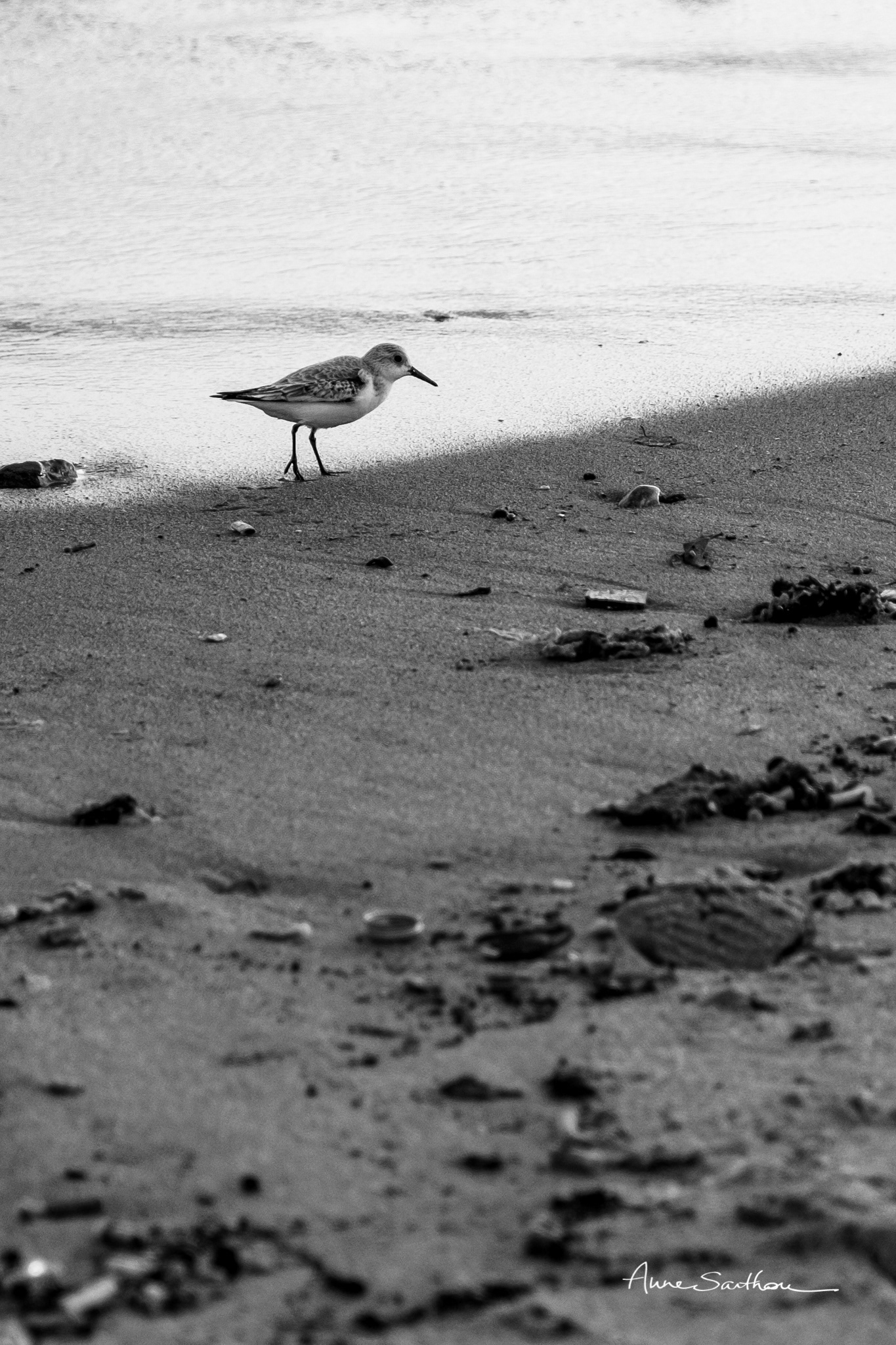 Bécasseau sanderling