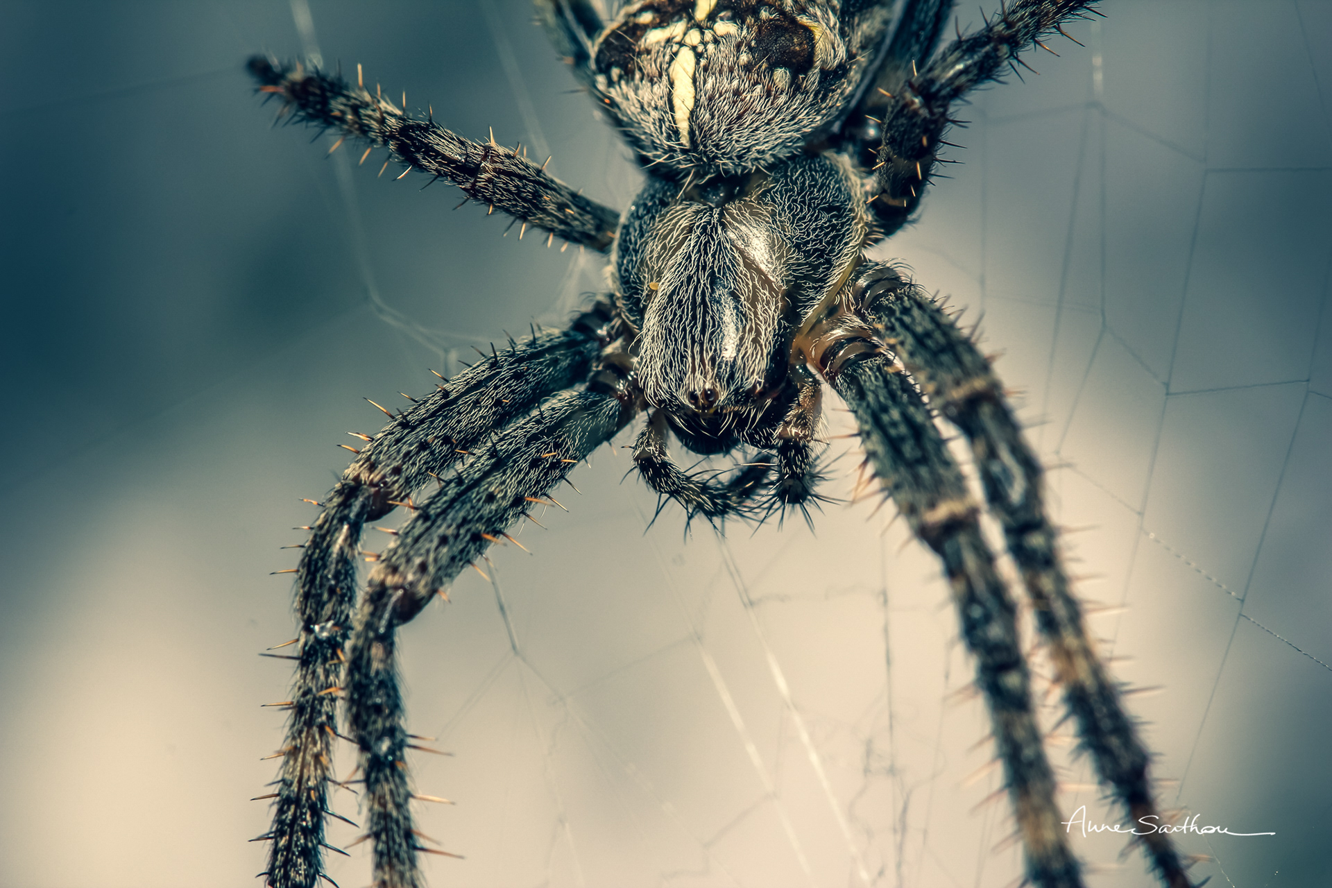 Epeire d'yeux