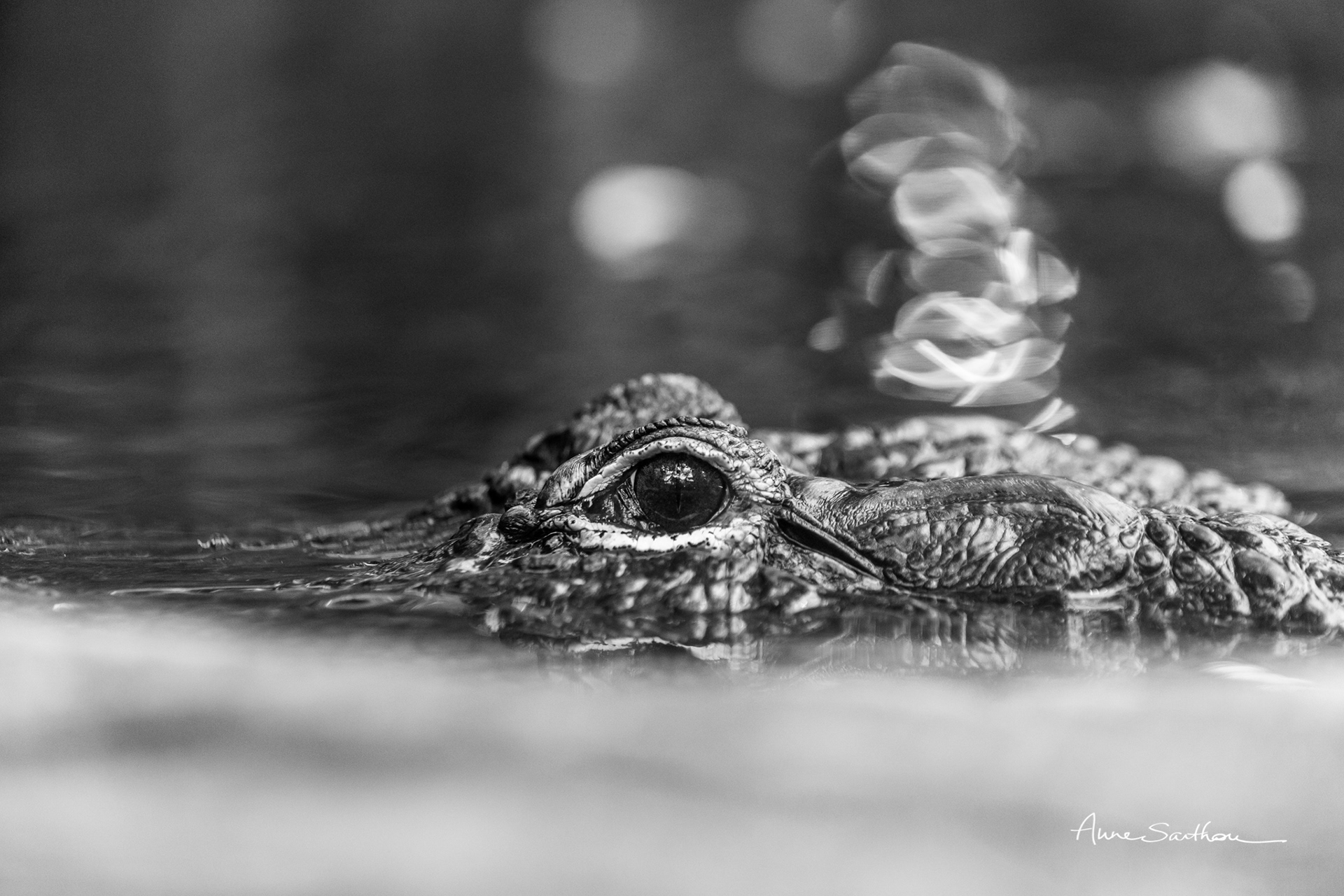 Gator