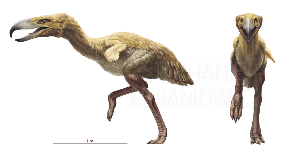 Kelenken guillermoi, illustration by Stephanie Abramowicz.
