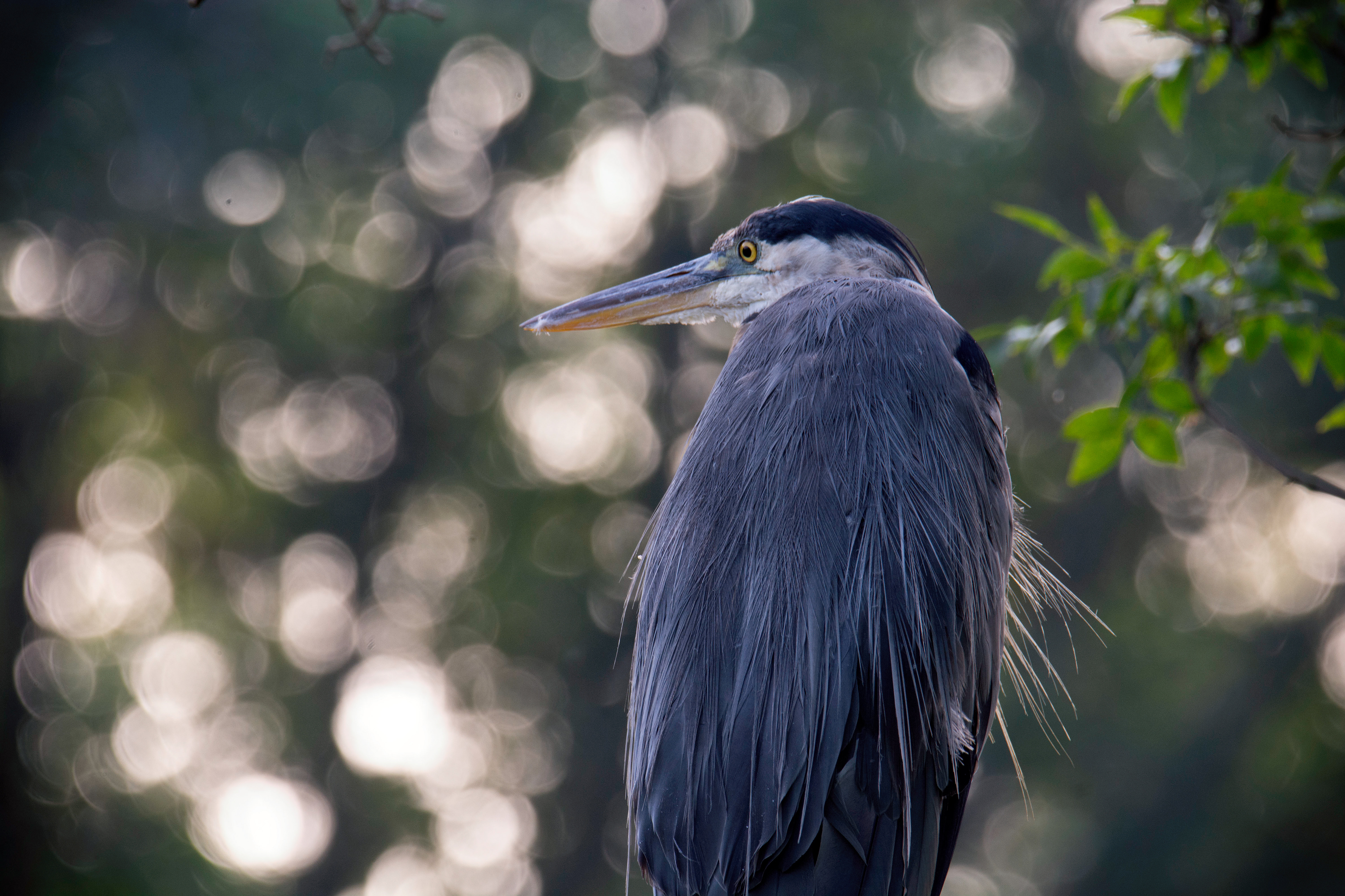 Great Blue Heron
