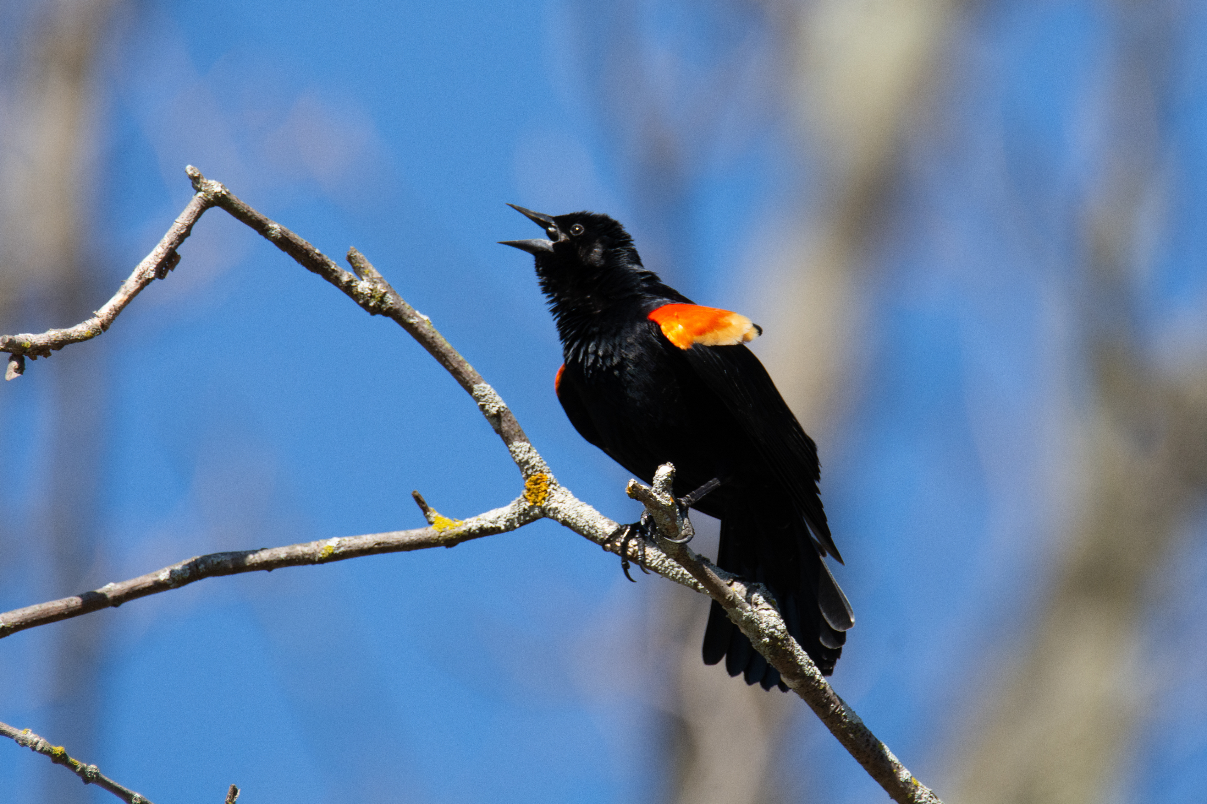 Red-Winged Blackbird