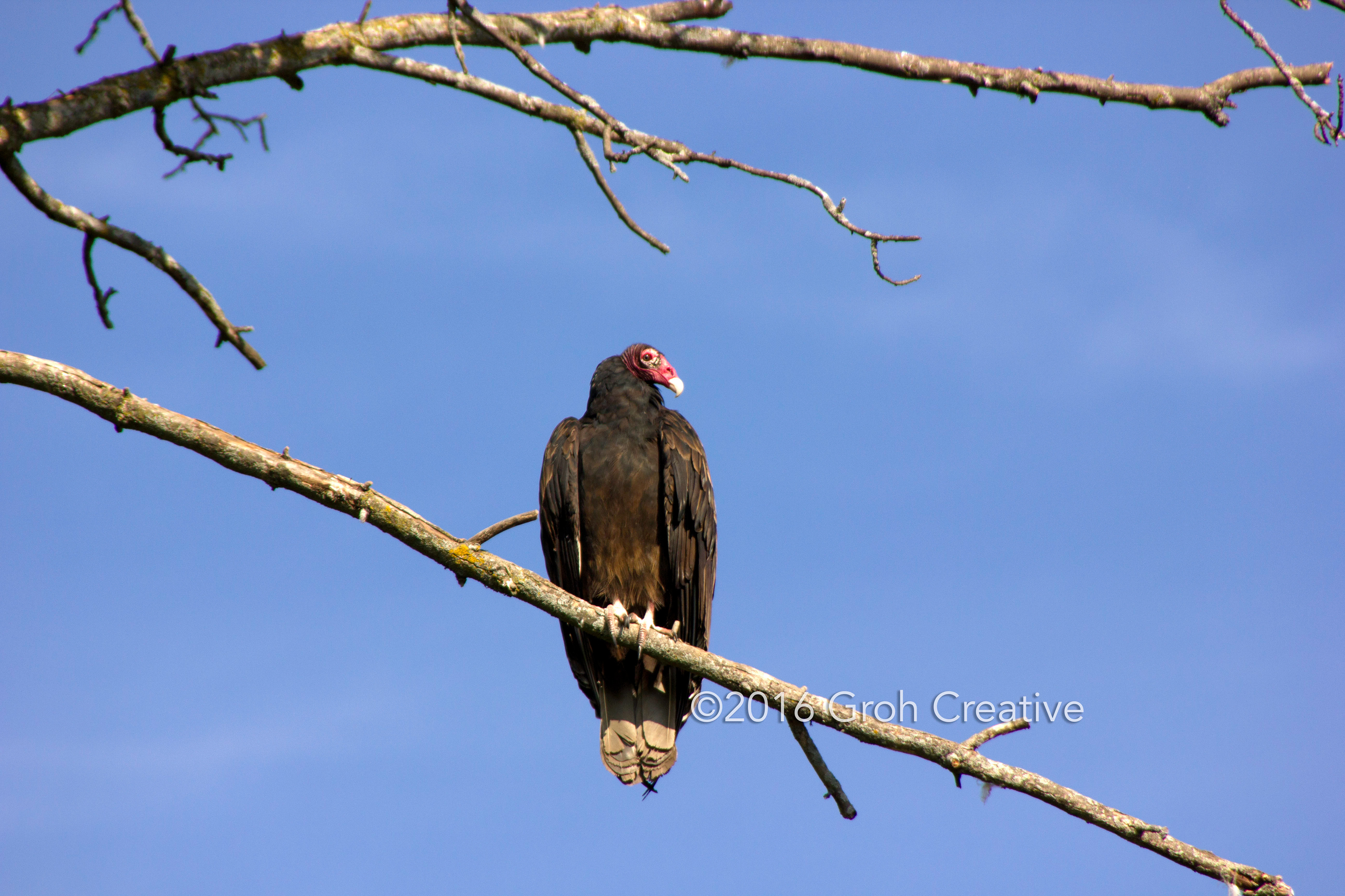 Groh Creative PHOTOS Wisconsin Turkey Vultures