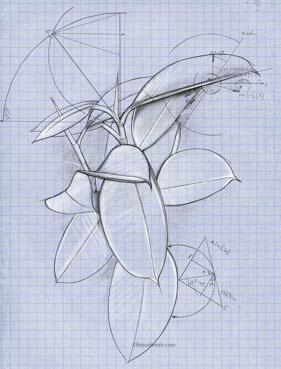 Rubber tree leaf