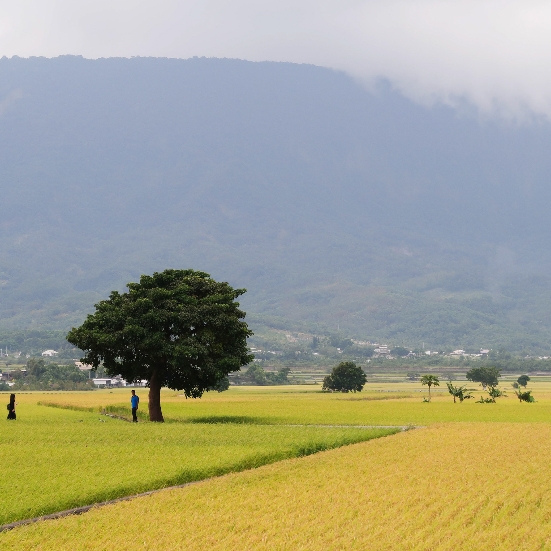 Taiwan Rice Field 2