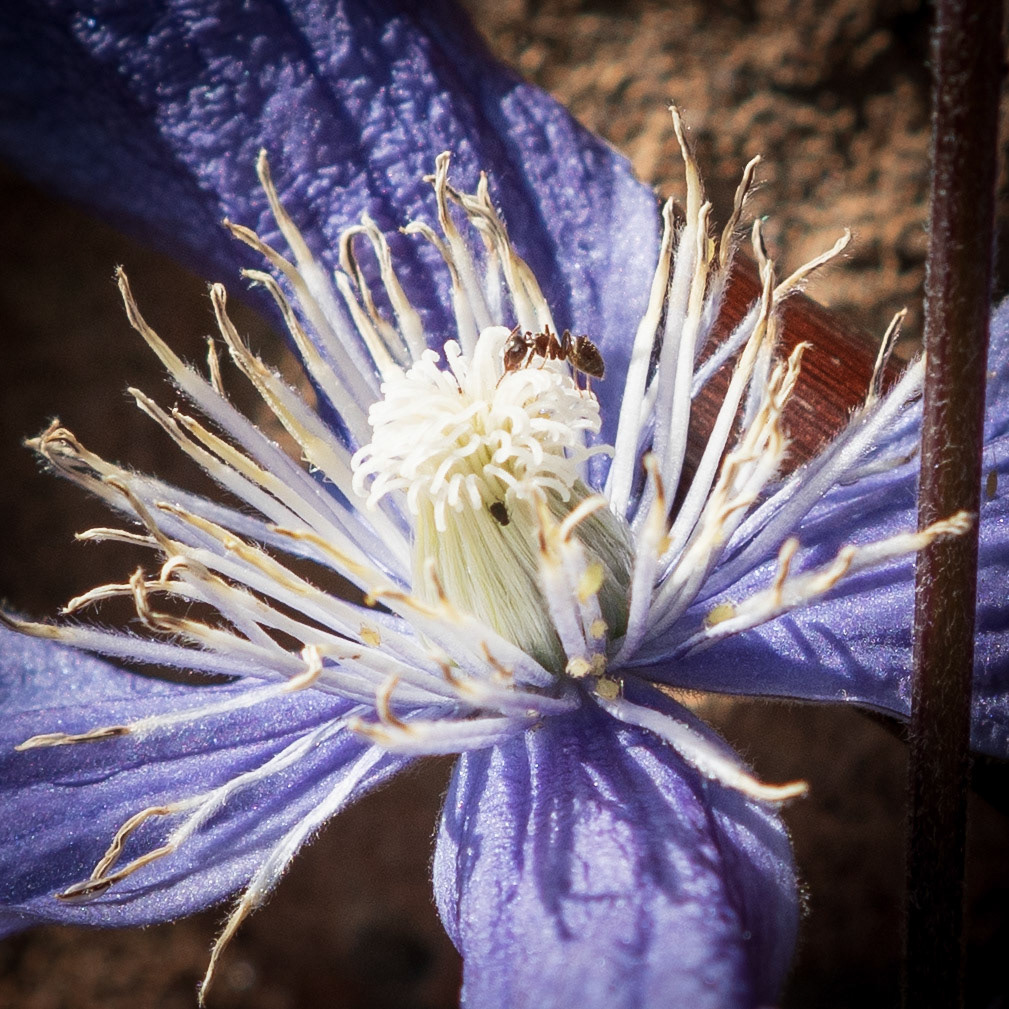 Spring - Nature Photography