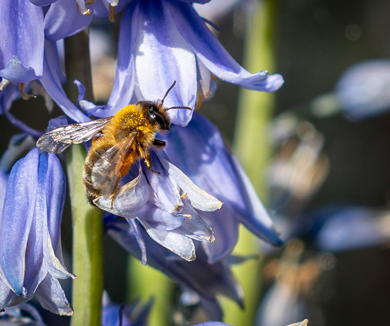 Bee on Bluebell - Nature Photography