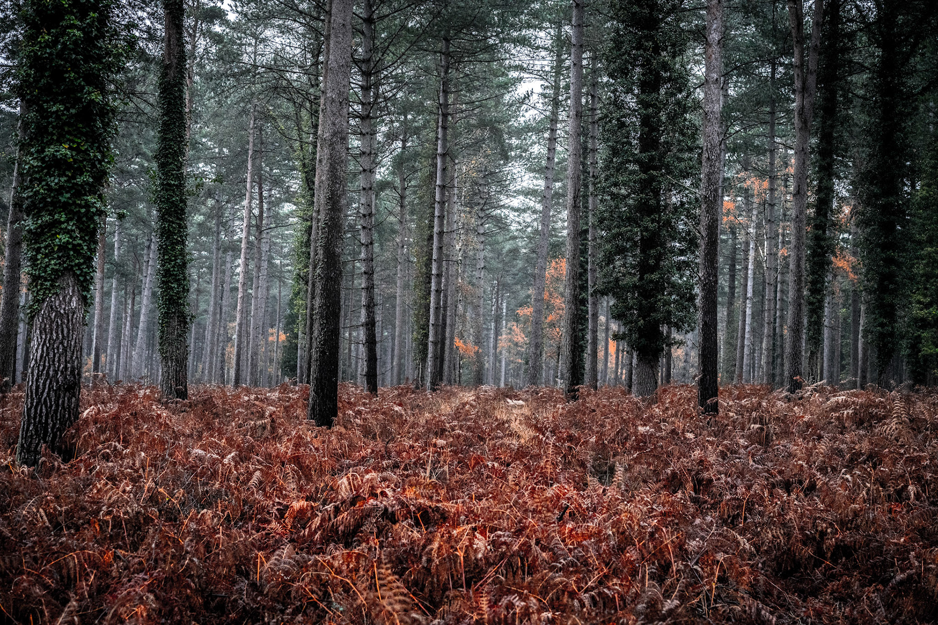 New Forest Autumn - Landscape Photography