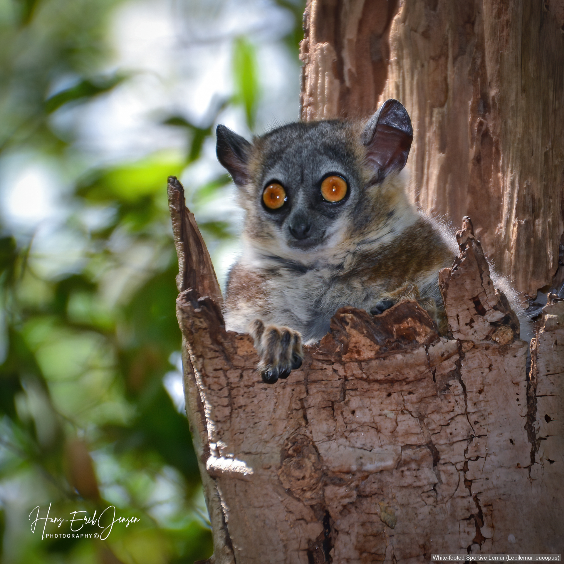 Lemur 9