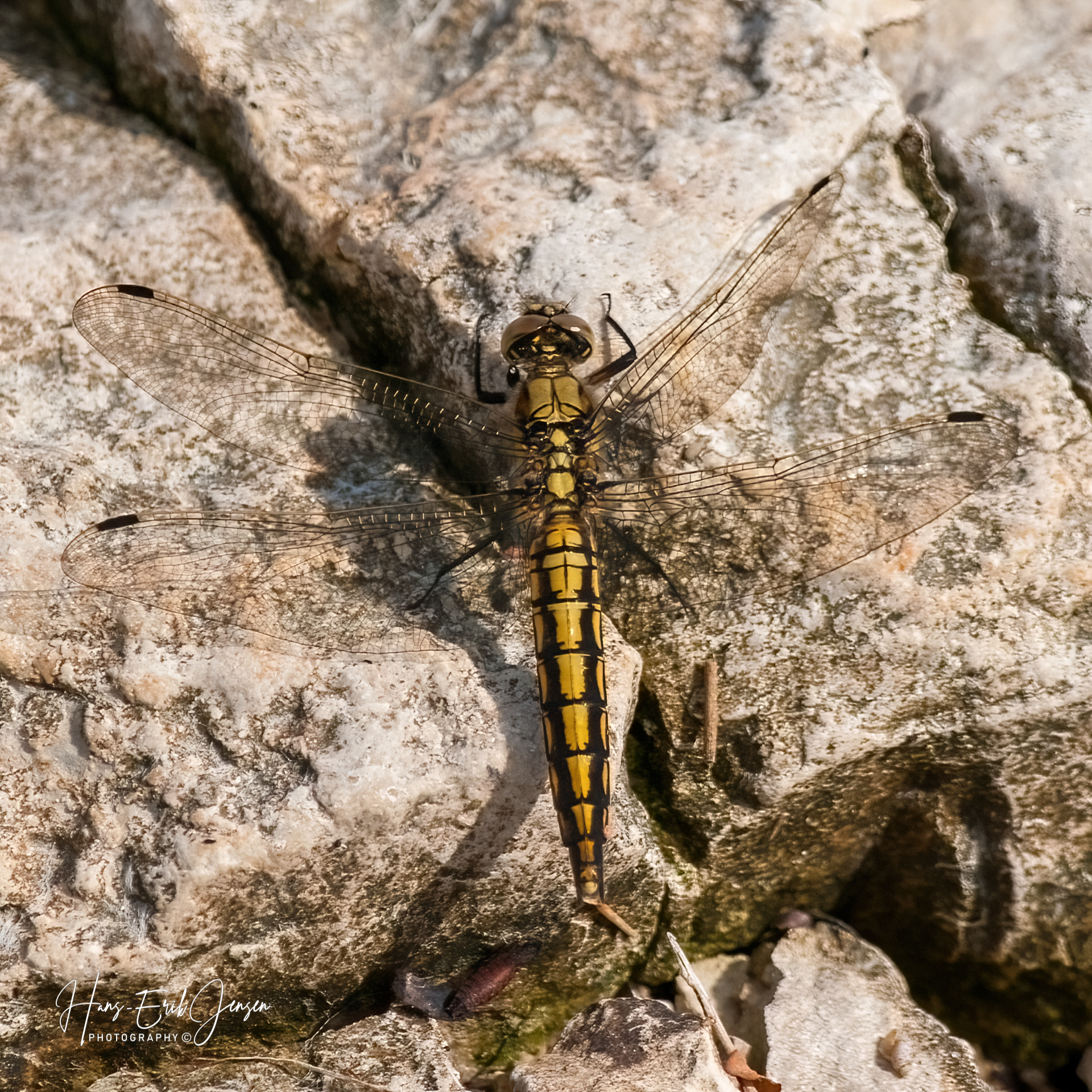 Dragonfly 47