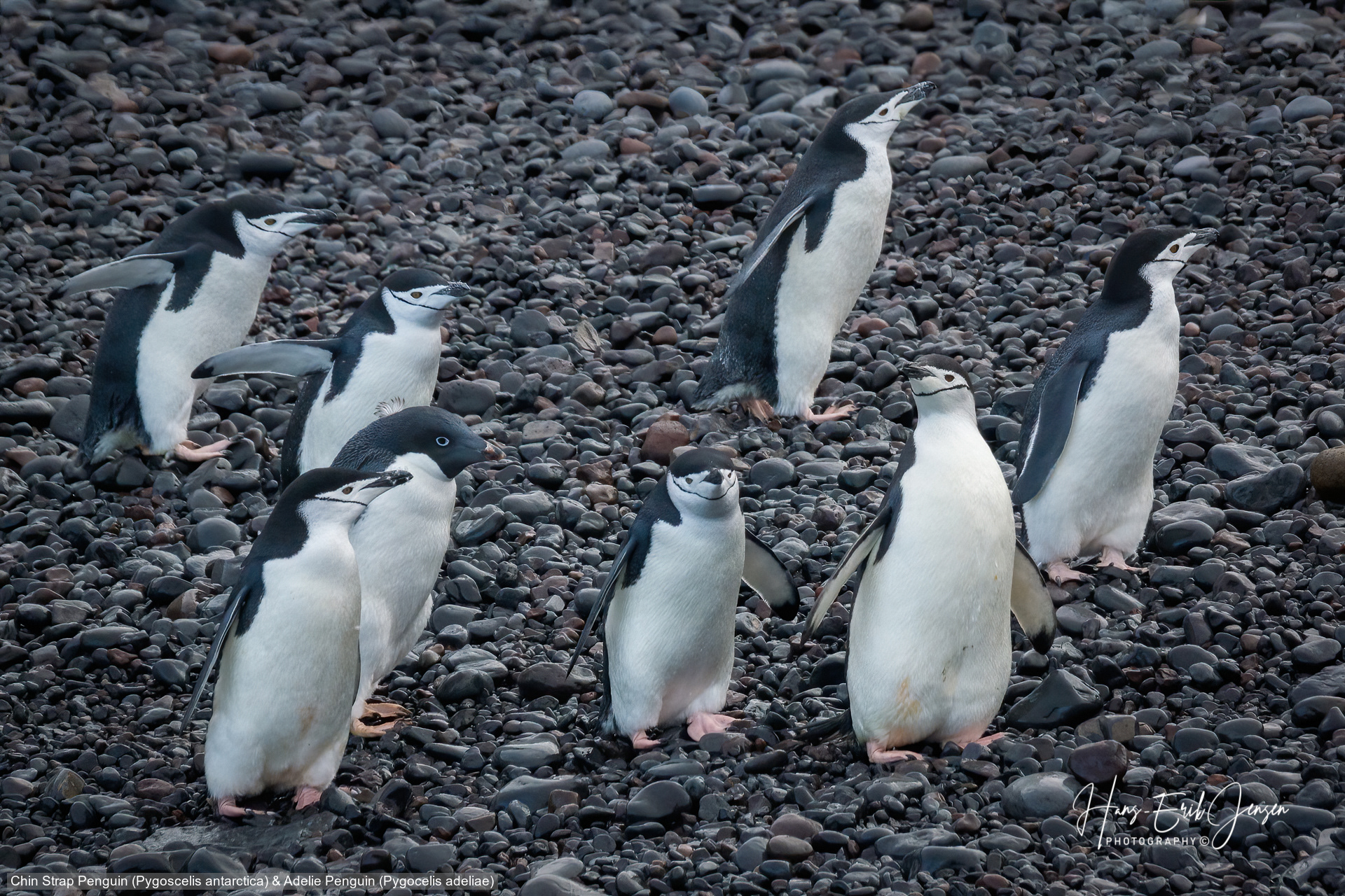 Penguin 25