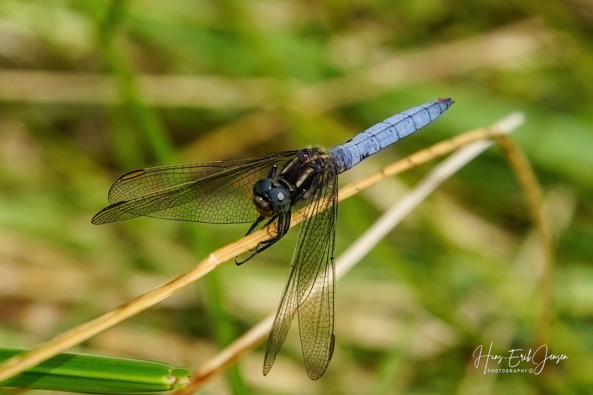 Dragonfly 26