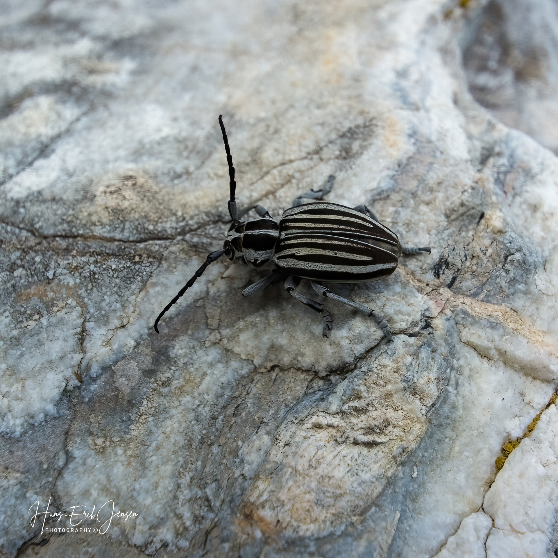 Bug 12