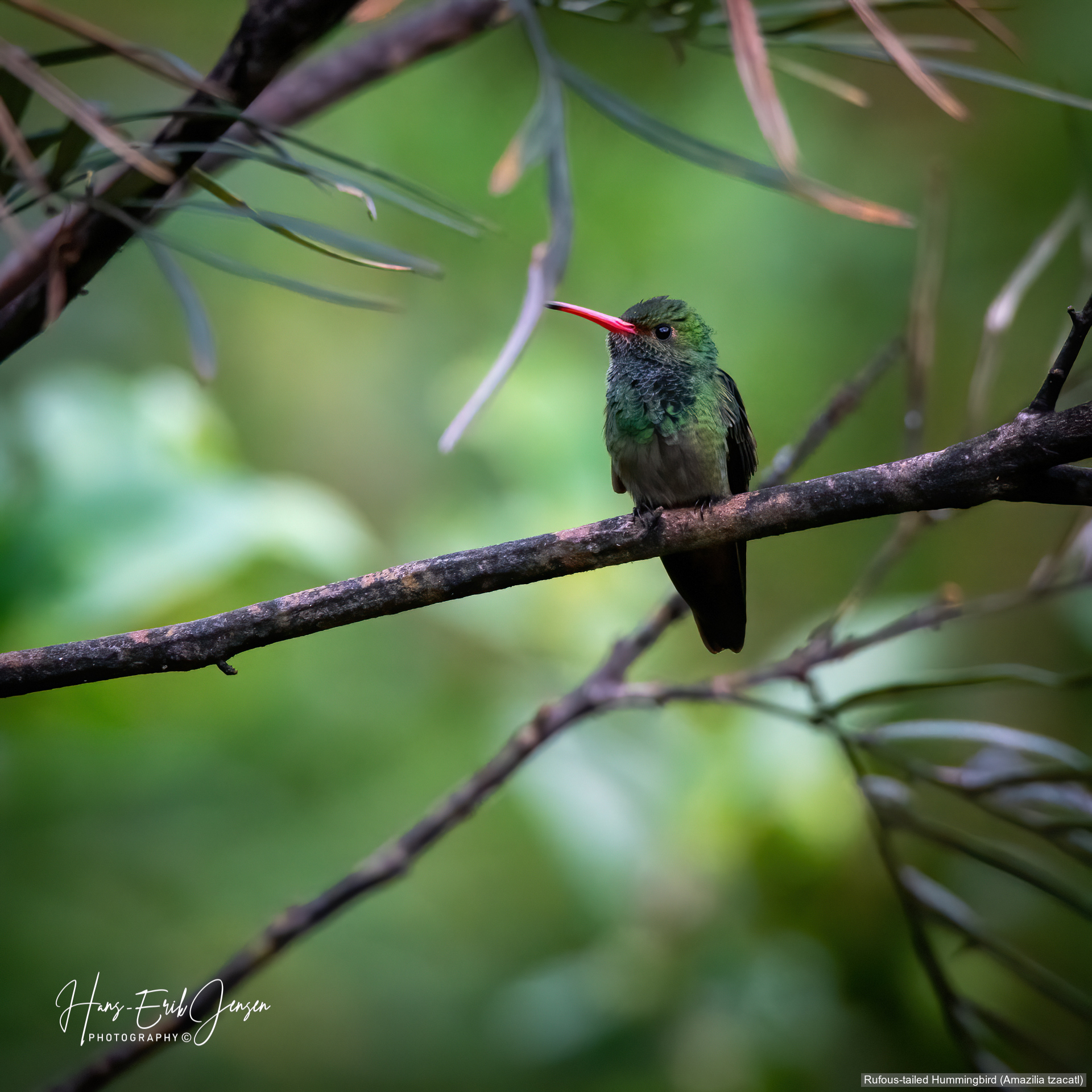 Hummingbird 8