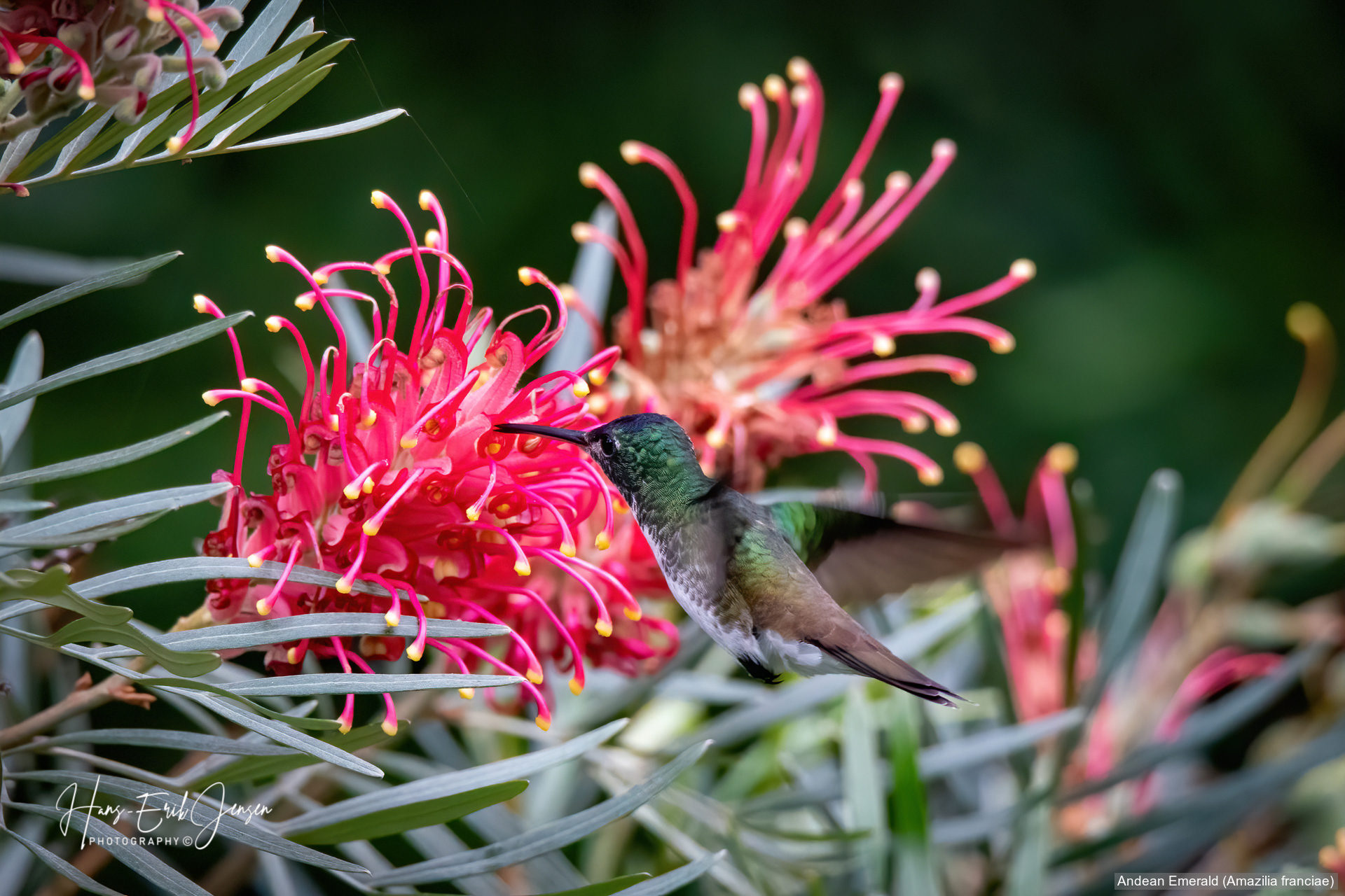 Hummingbird 7