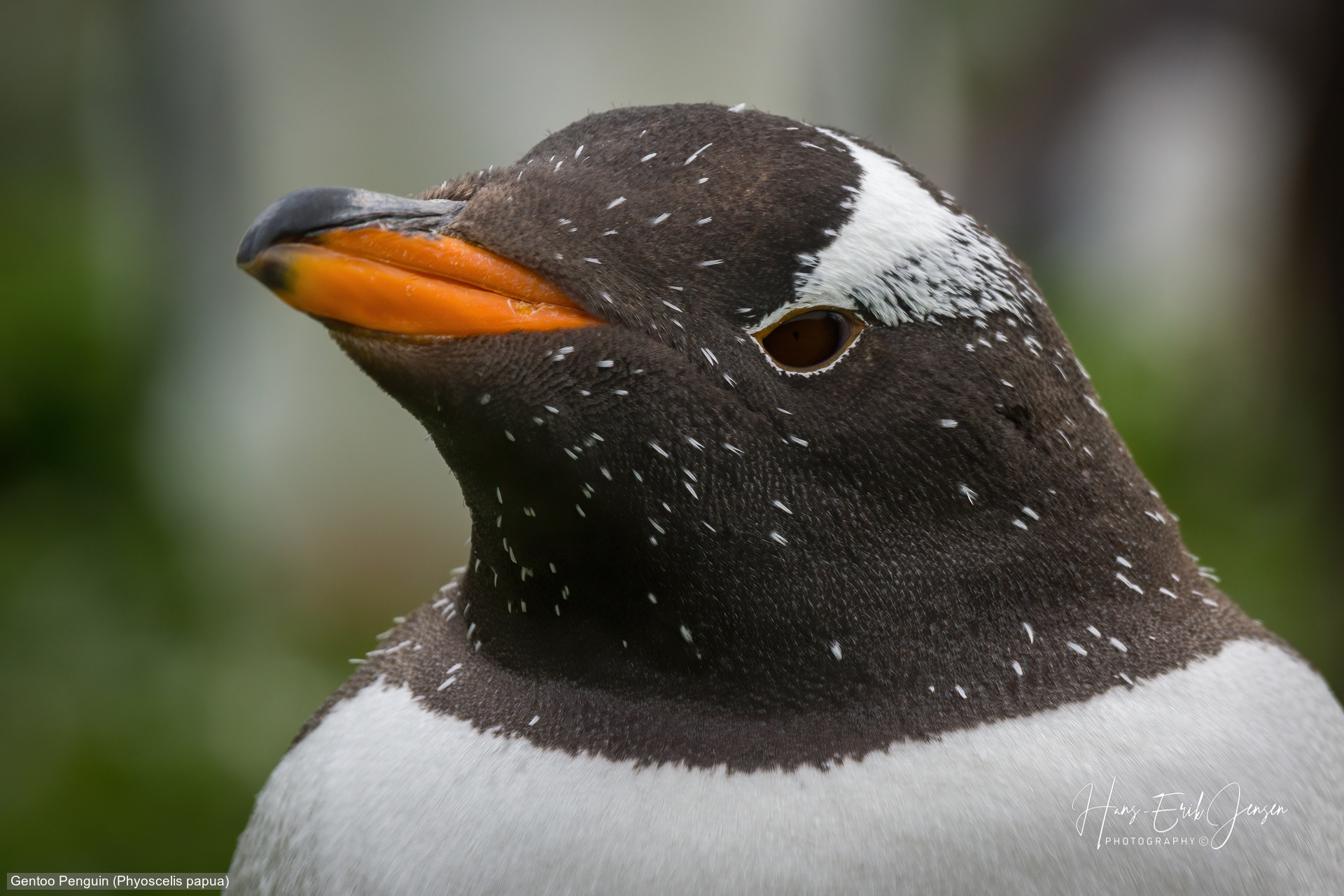 Penguin 15