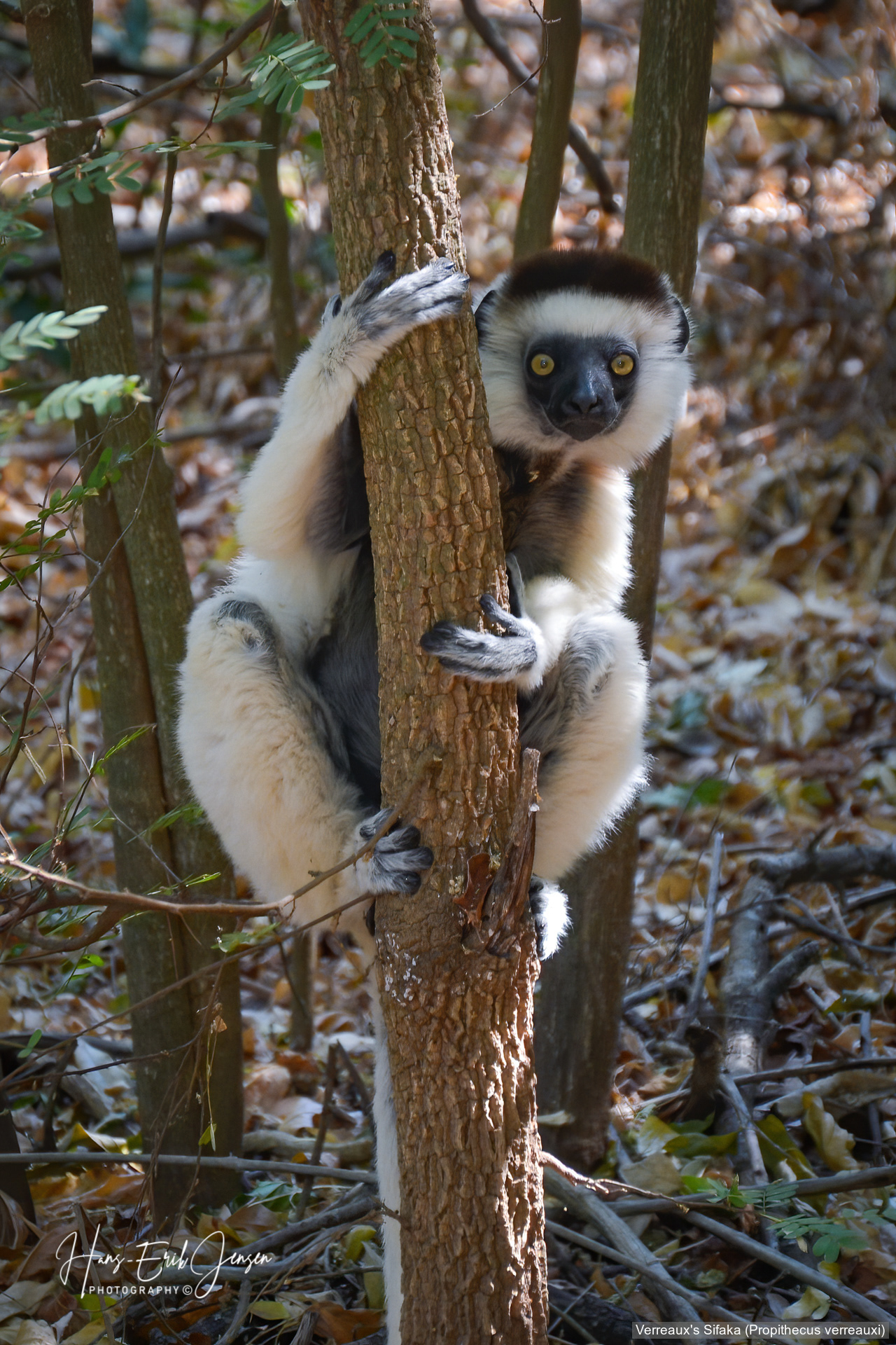 Lemur 7