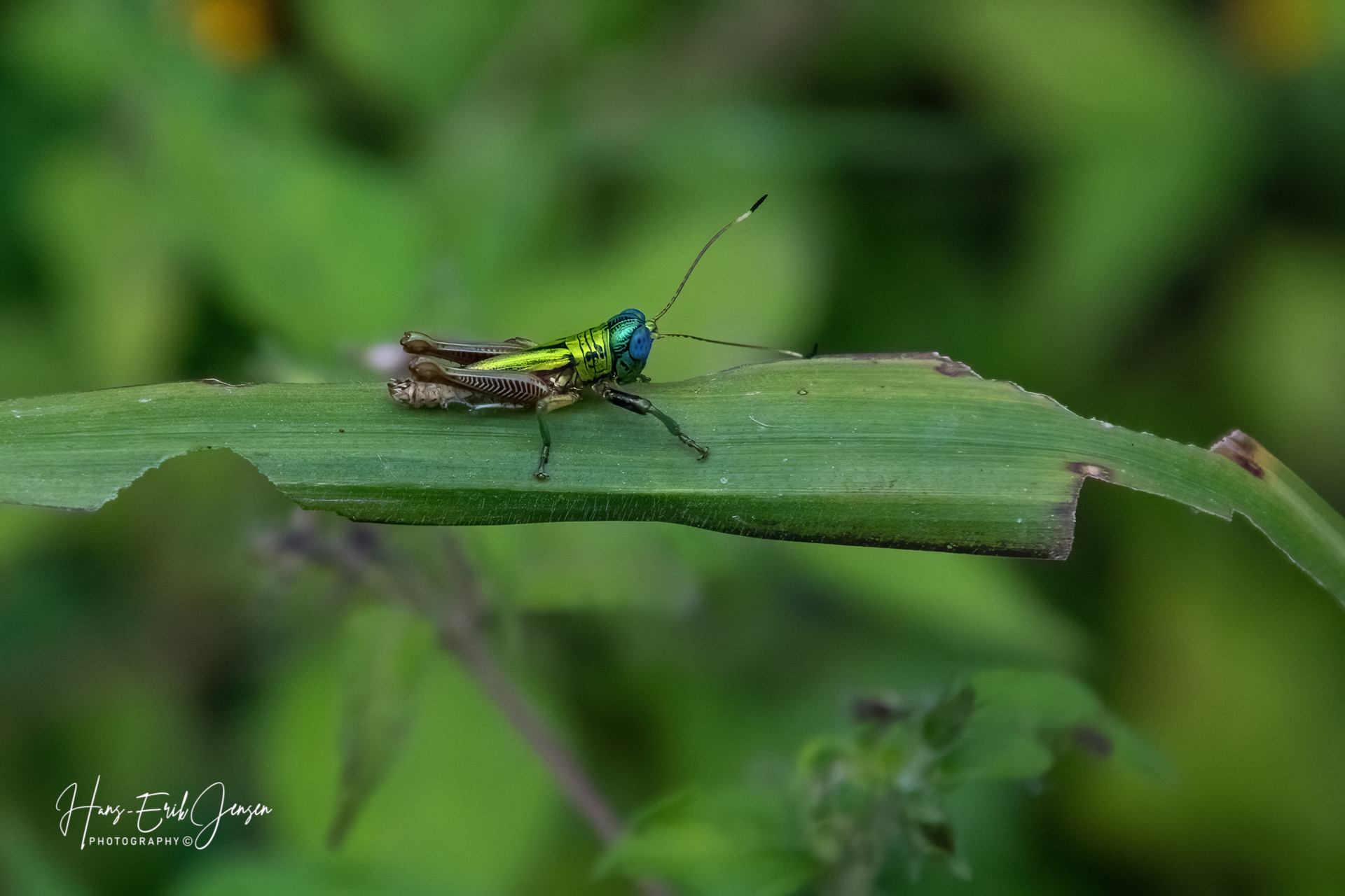 Bug 31