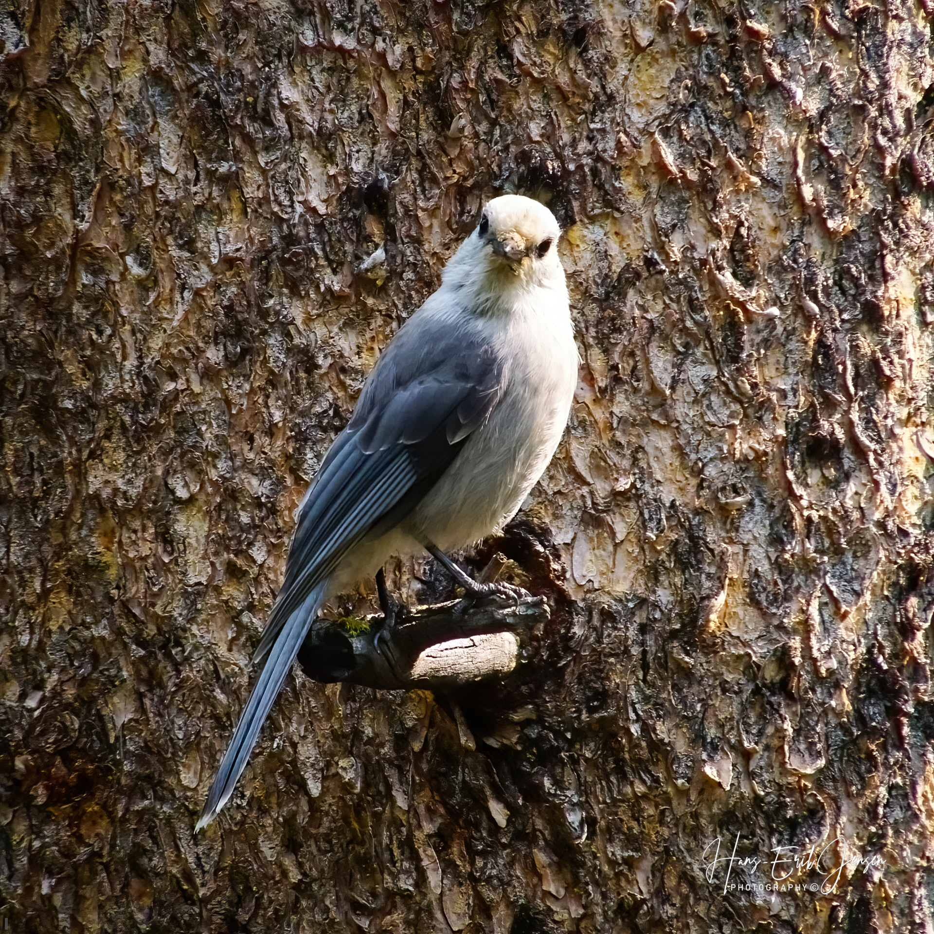 Bird 104