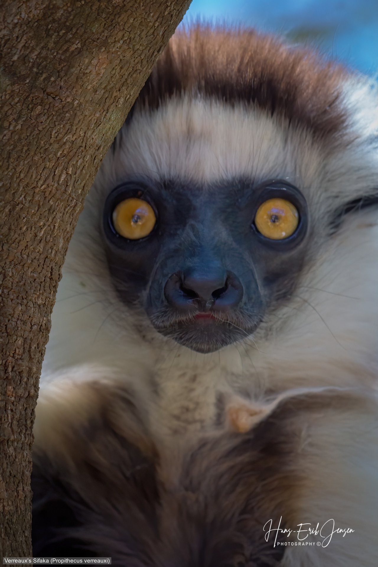 Lemur 25