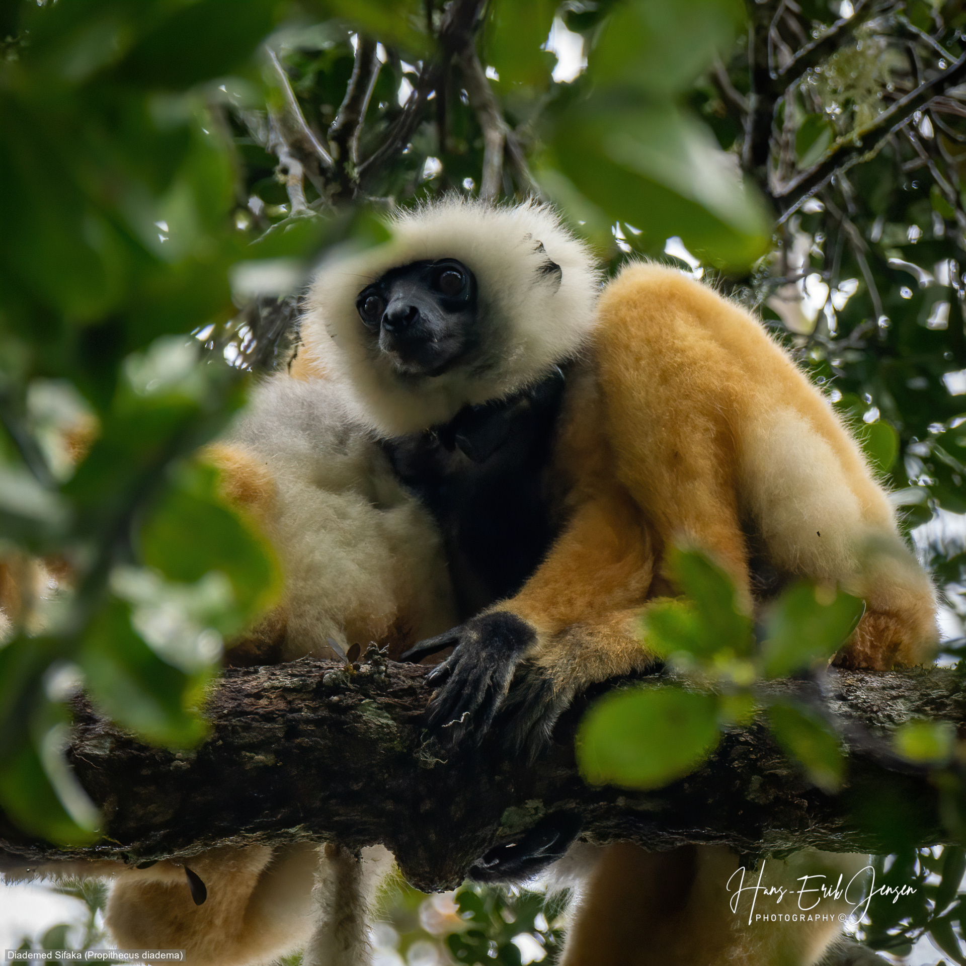 Lemur 16